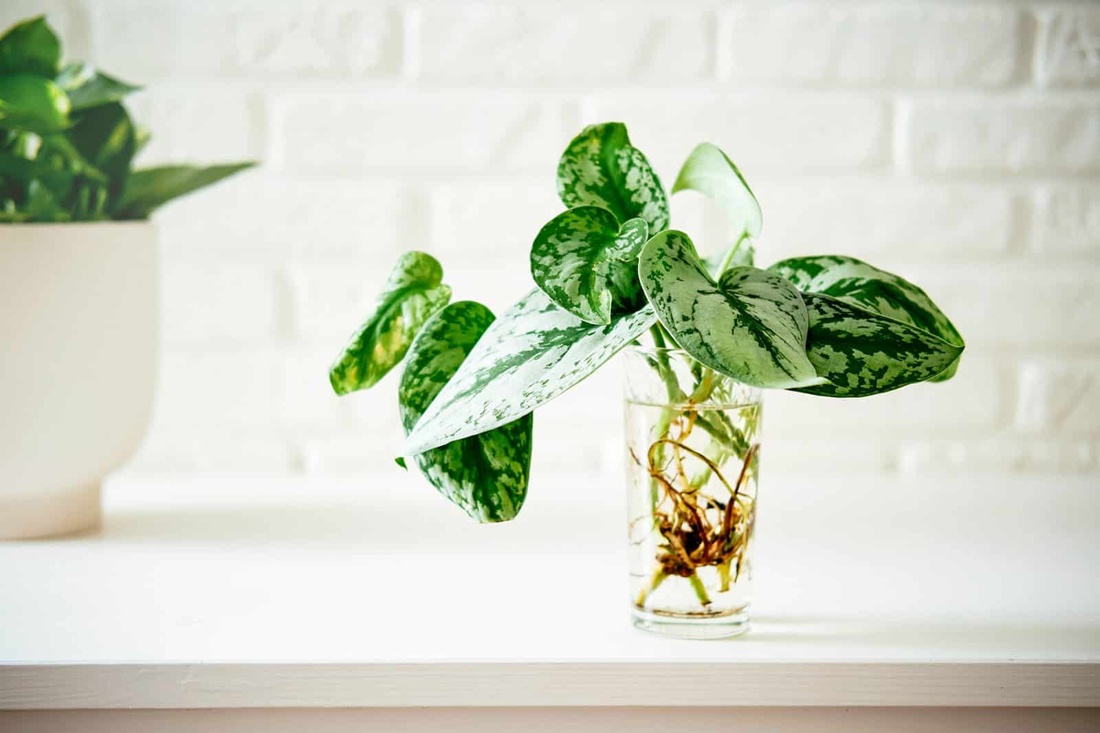 Satin pothos growing in water