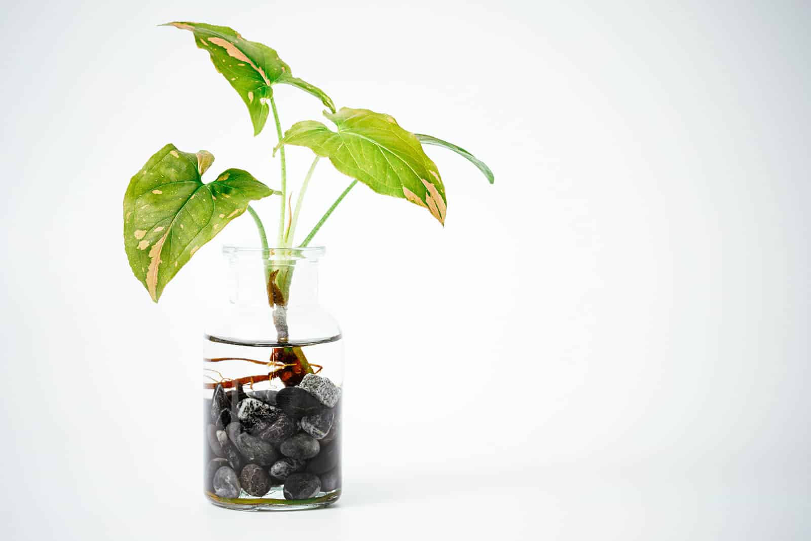 Syngonium podophyllum growing in water