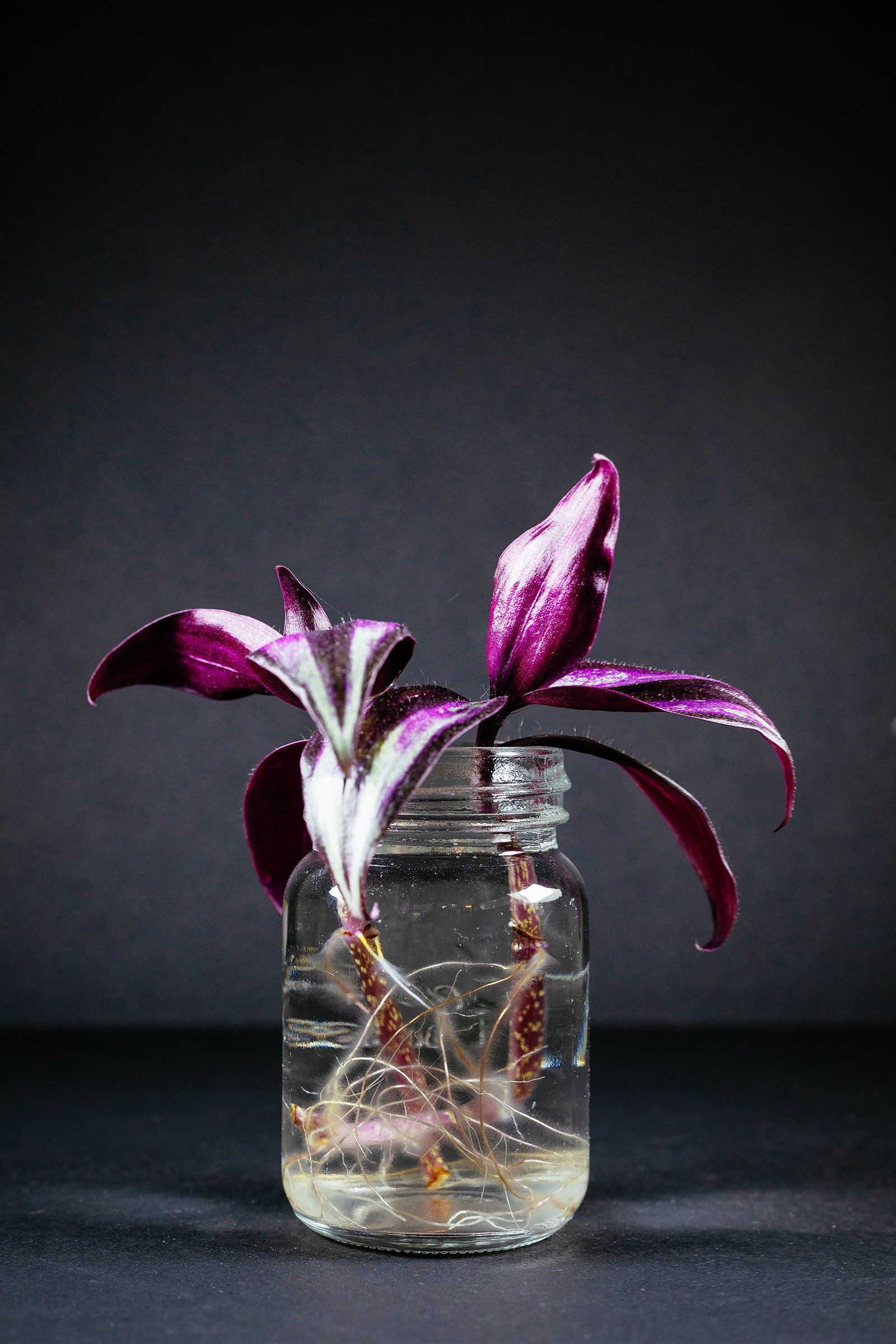 Tradescantia zebrina (inch plant) growing in water