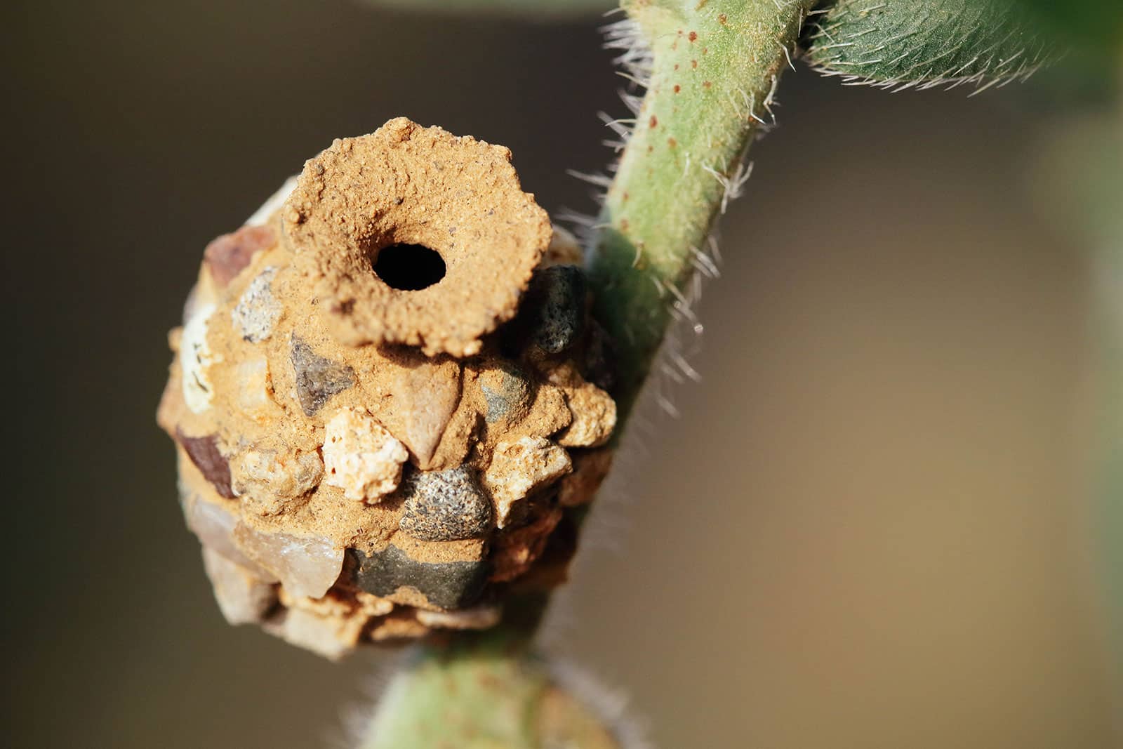 Potter wasp nest