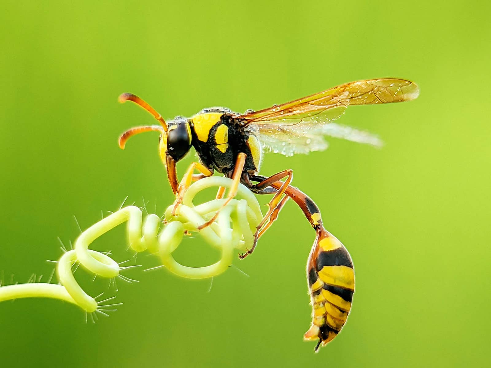 Potter wasp