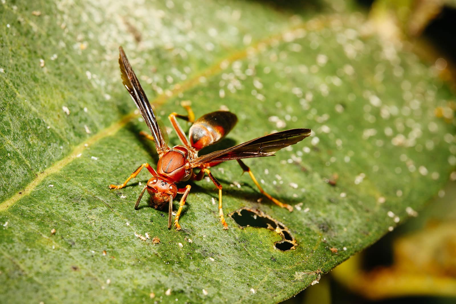 Red paper wasp