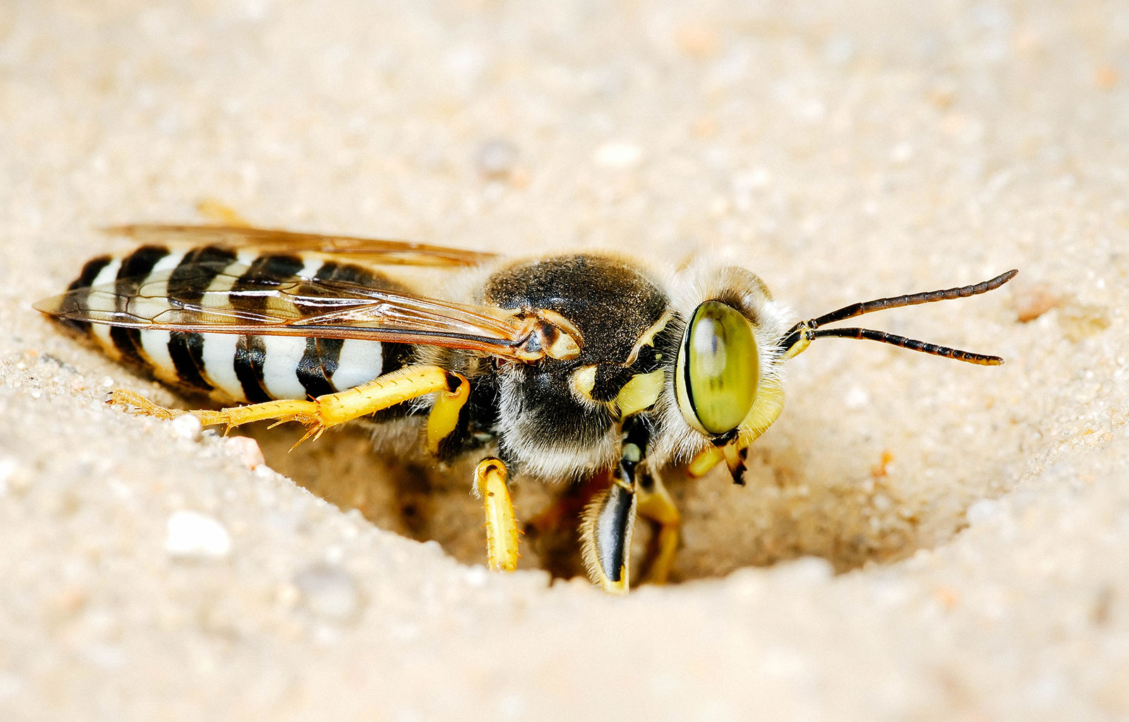 Sand wasp