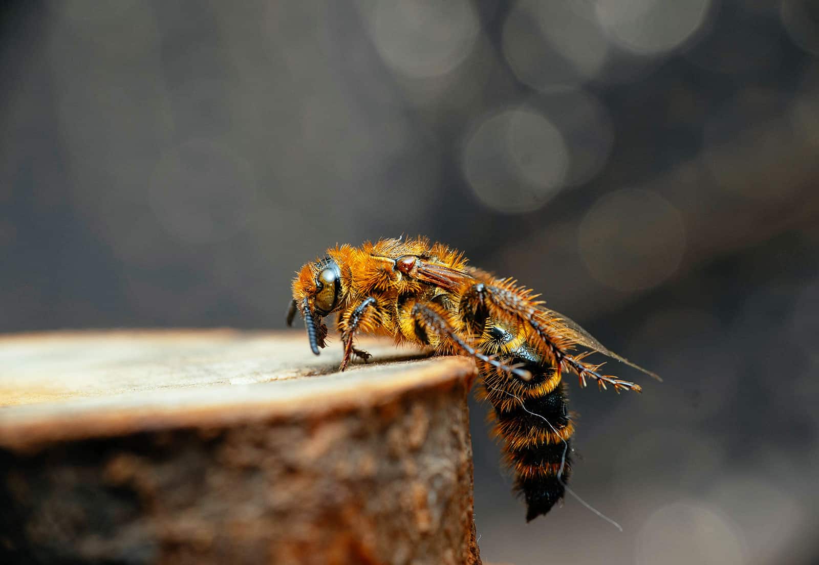 Scoliid wasp