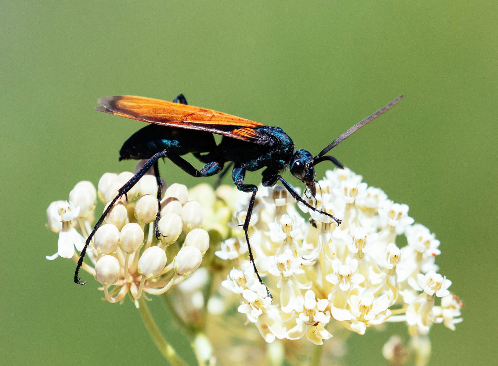 Tarantula hawk spider wasp