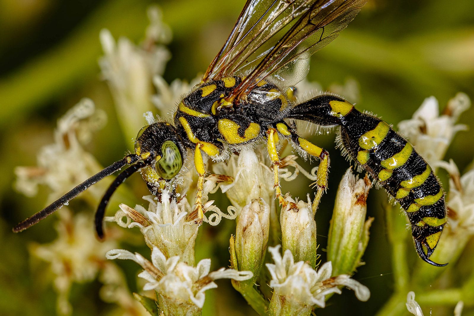 Tiphiid wasp