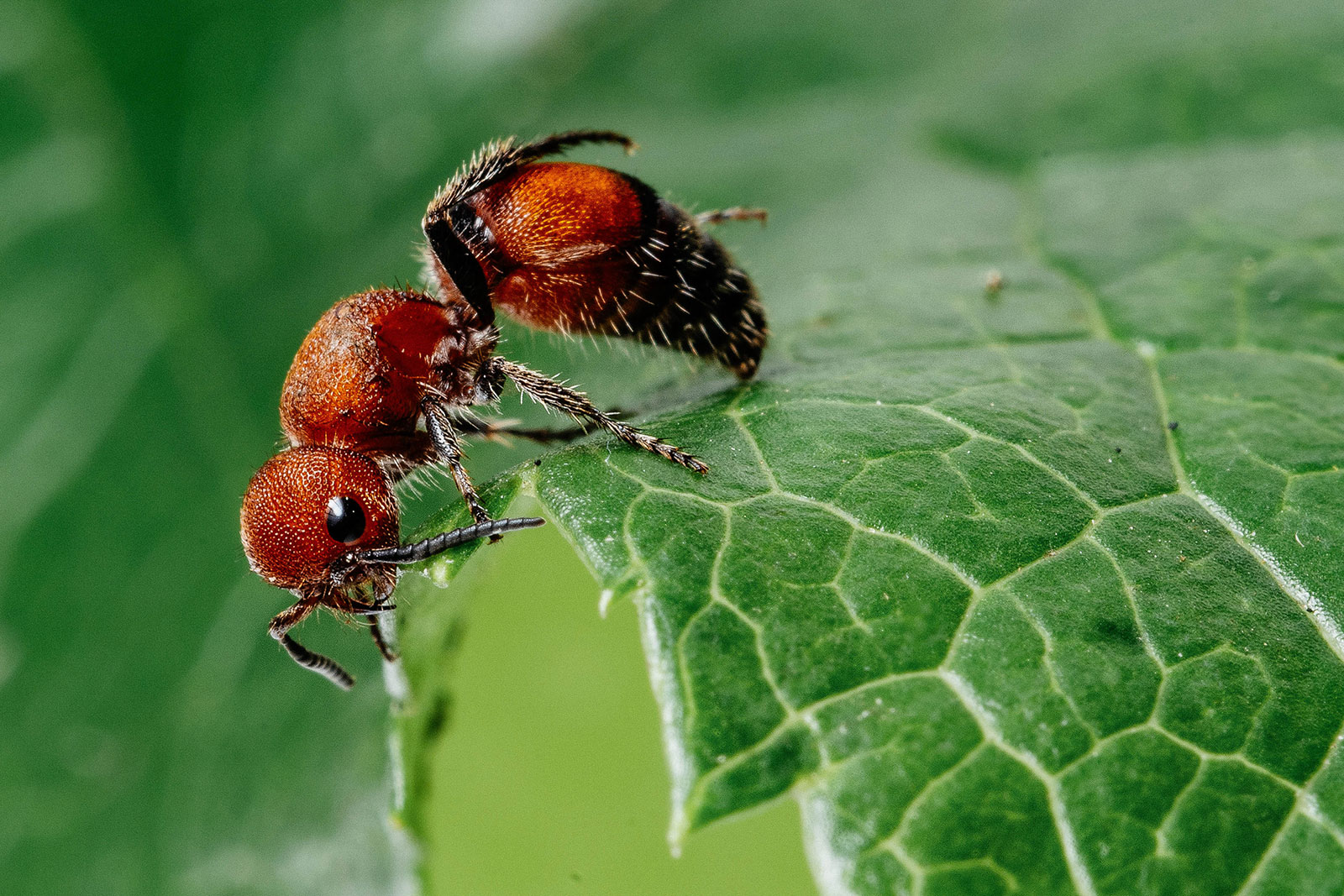Velvet ant wasp
