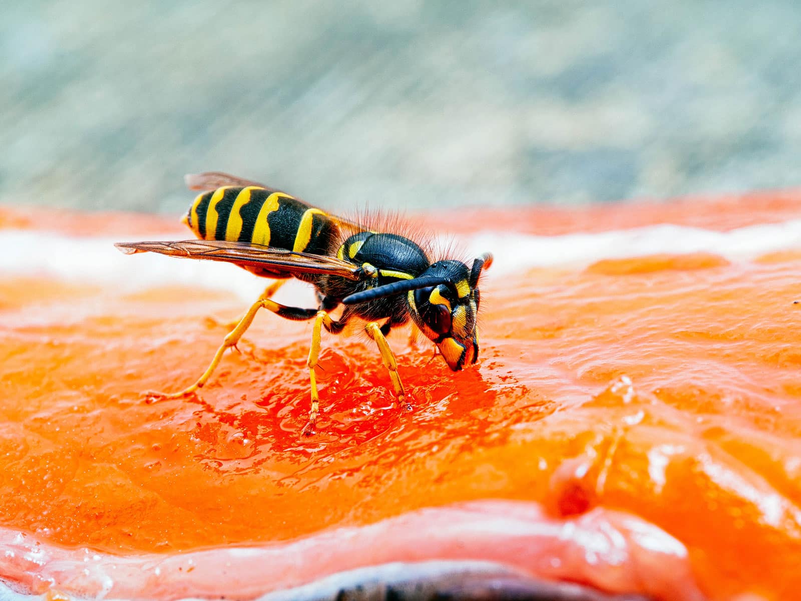 Yellowjacket wasp