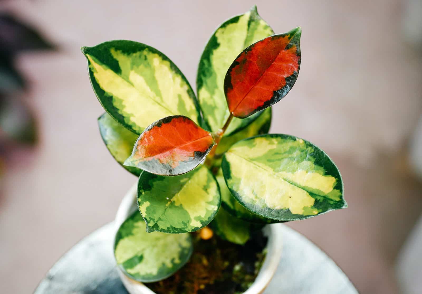 Young Hoya australis wax plant with two new reddish leaves emerging from the top