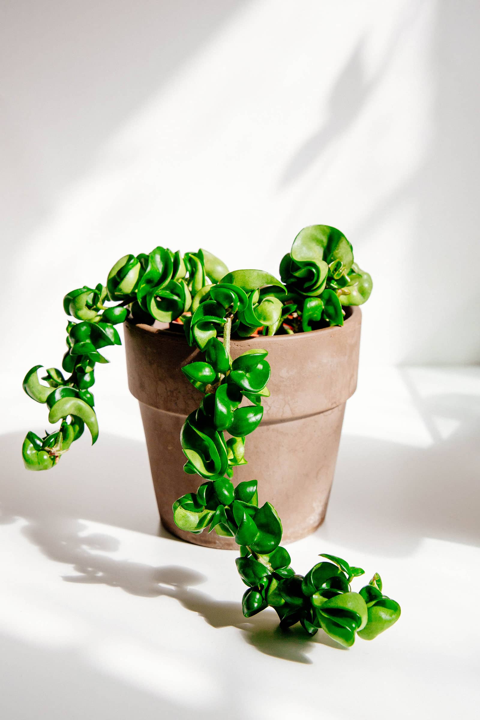 Hoya carnosa 'Compacta' (Hindu rope plant) in a brown clay pot against a white background