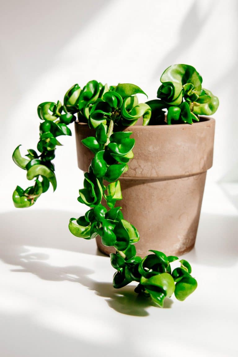 Hoya carnosa care for beginners: a top-to-bottom guide to wax plants