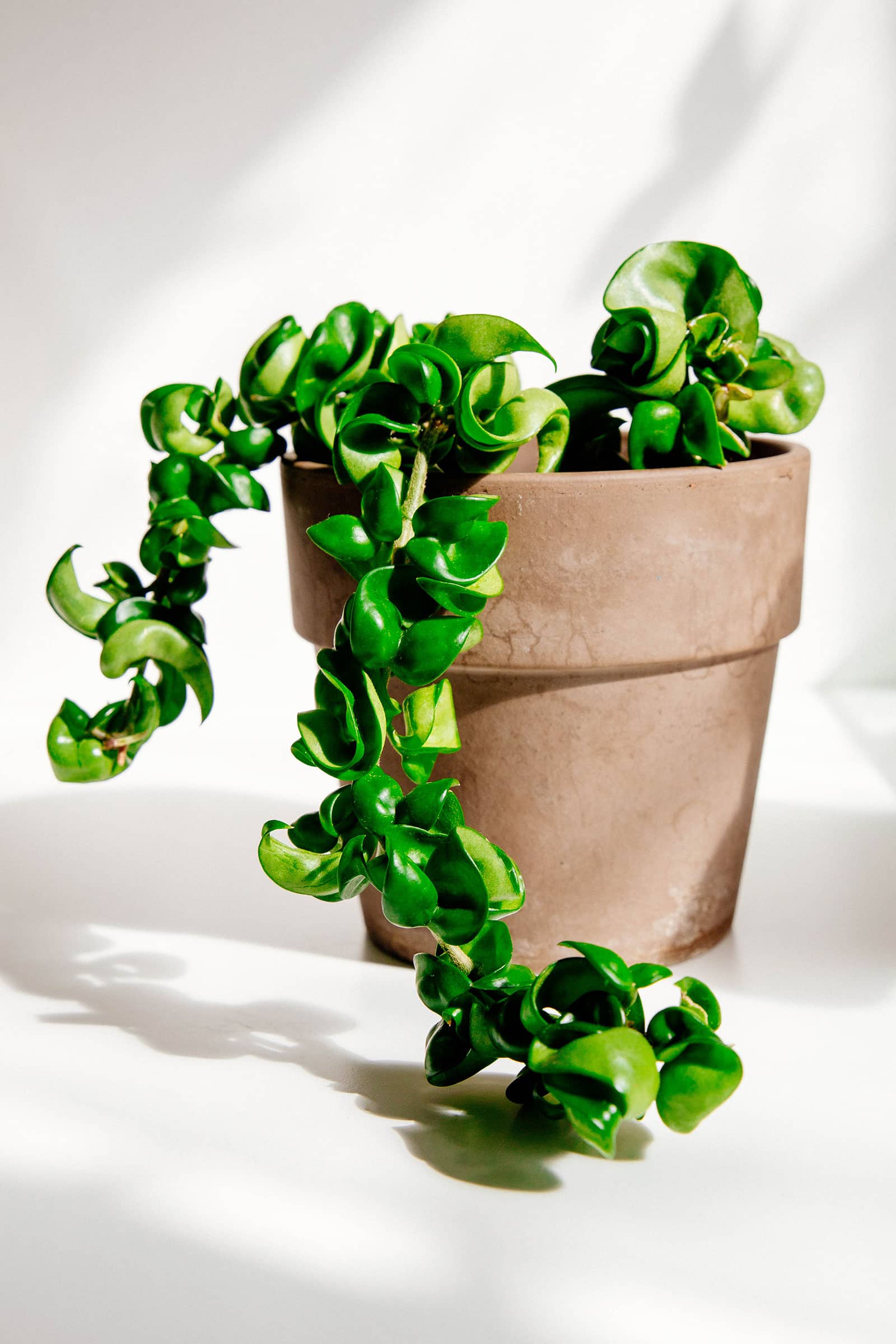 Hoya carnosa care for beginners: a top-to-bottom guide to wax plants