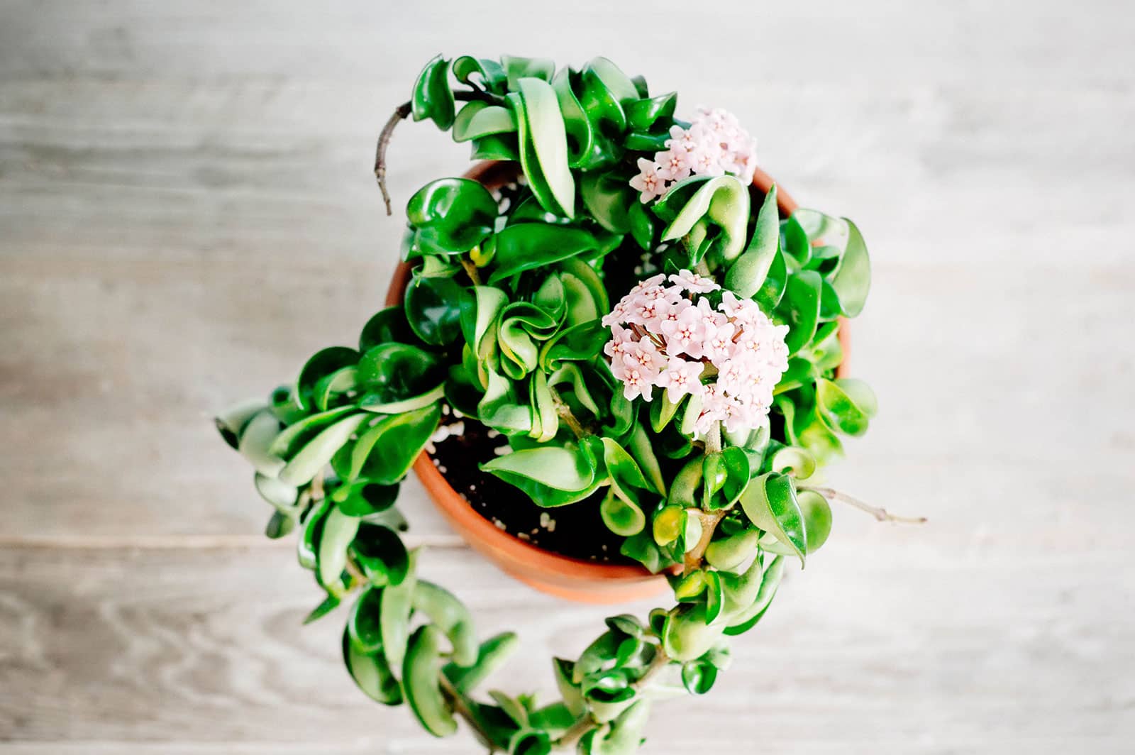 Hoya carnosa (Hindu rope plant) in a terracotta pot on a gray wooden surface