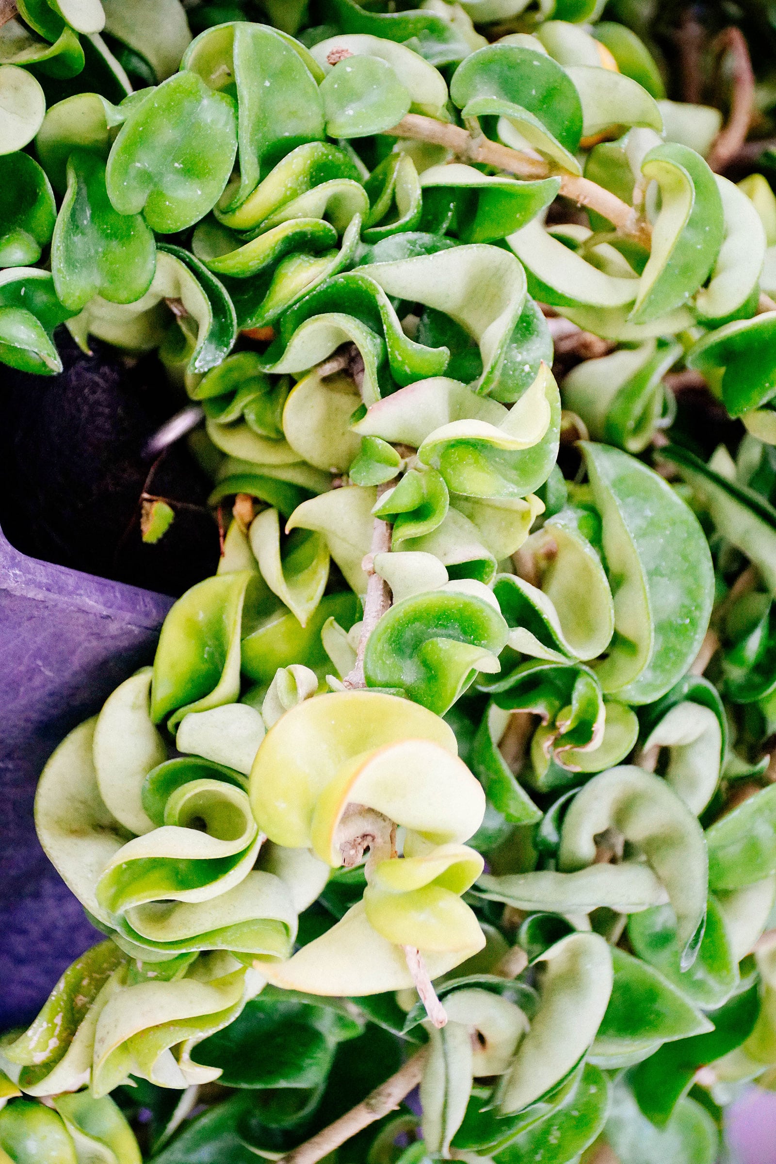 Close-up of variegated Hoya carnosa (Hindu rope) vines