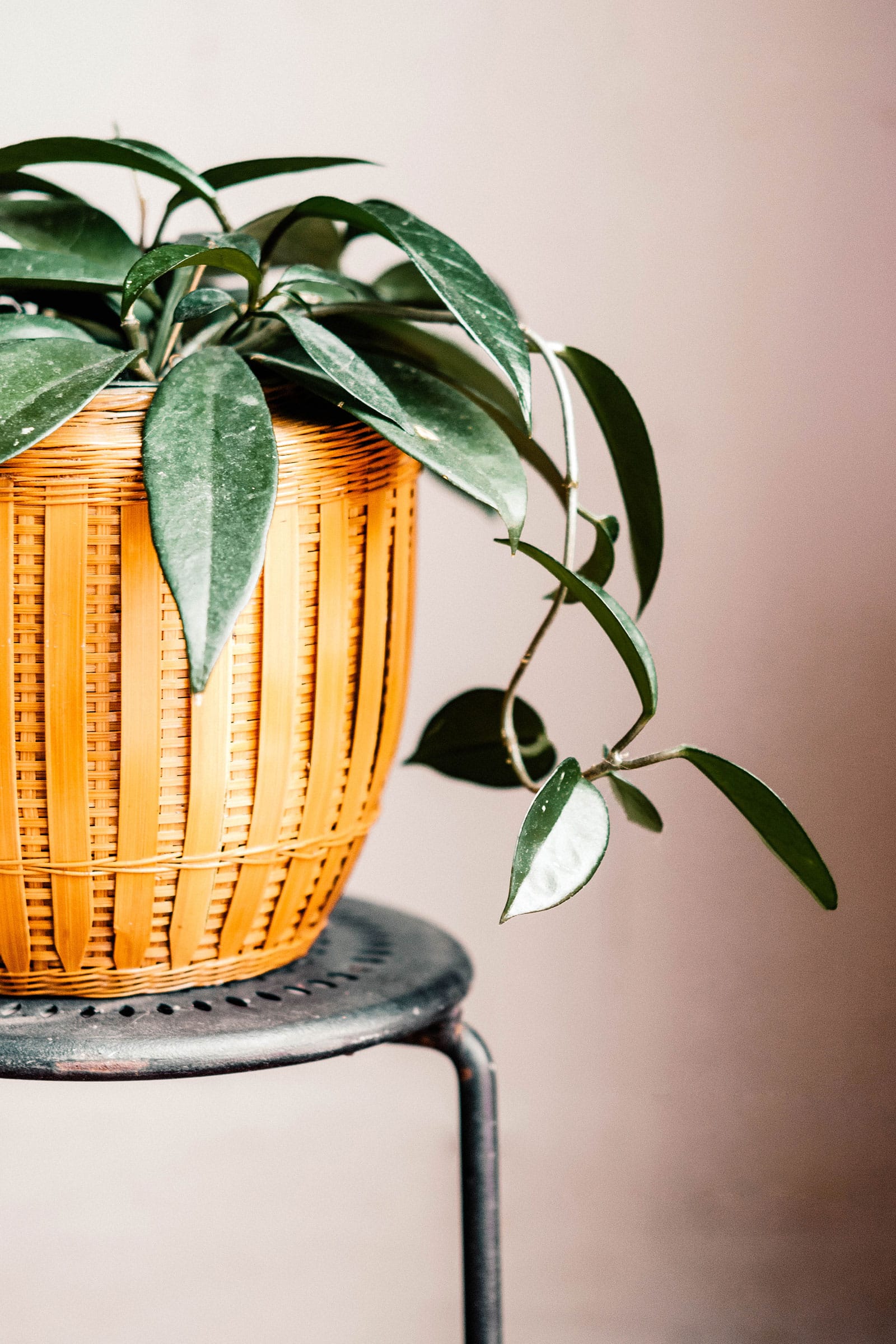 Hoya pubicalyx wax plant in a wicker basket on a black stool