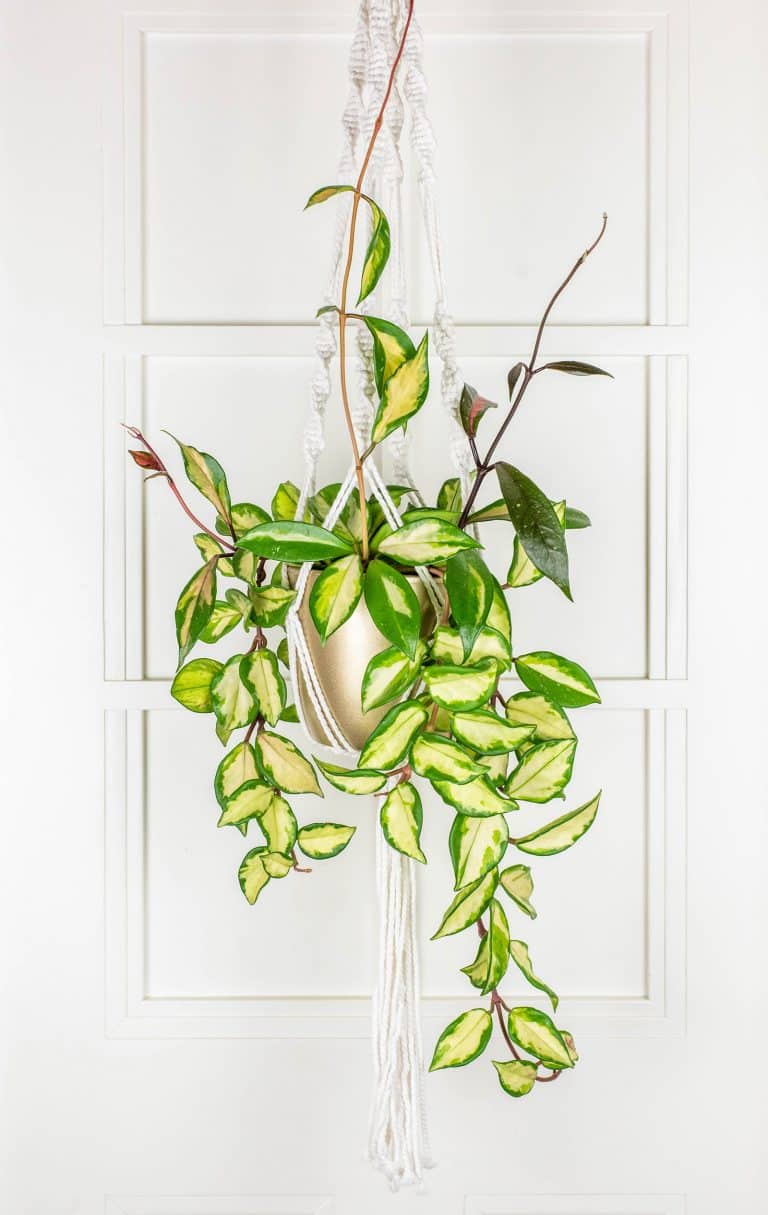 Beautiful beginner-friendly Hoya varieties to collect