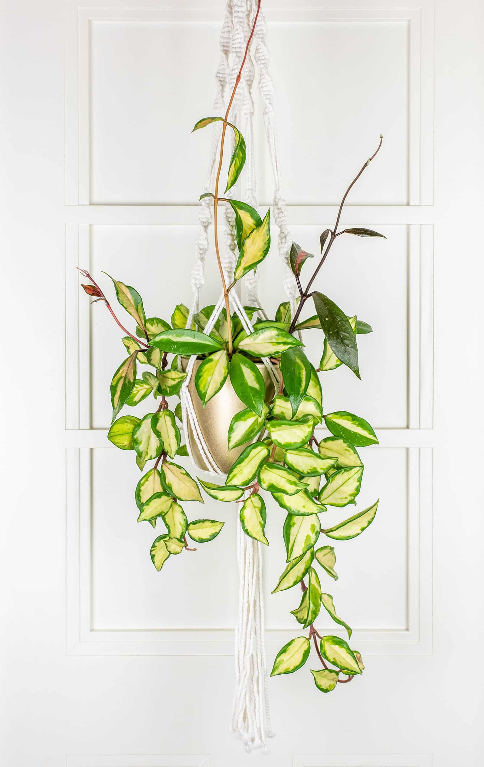 Beautiful beginner-friendly Hoya varieties to collect
