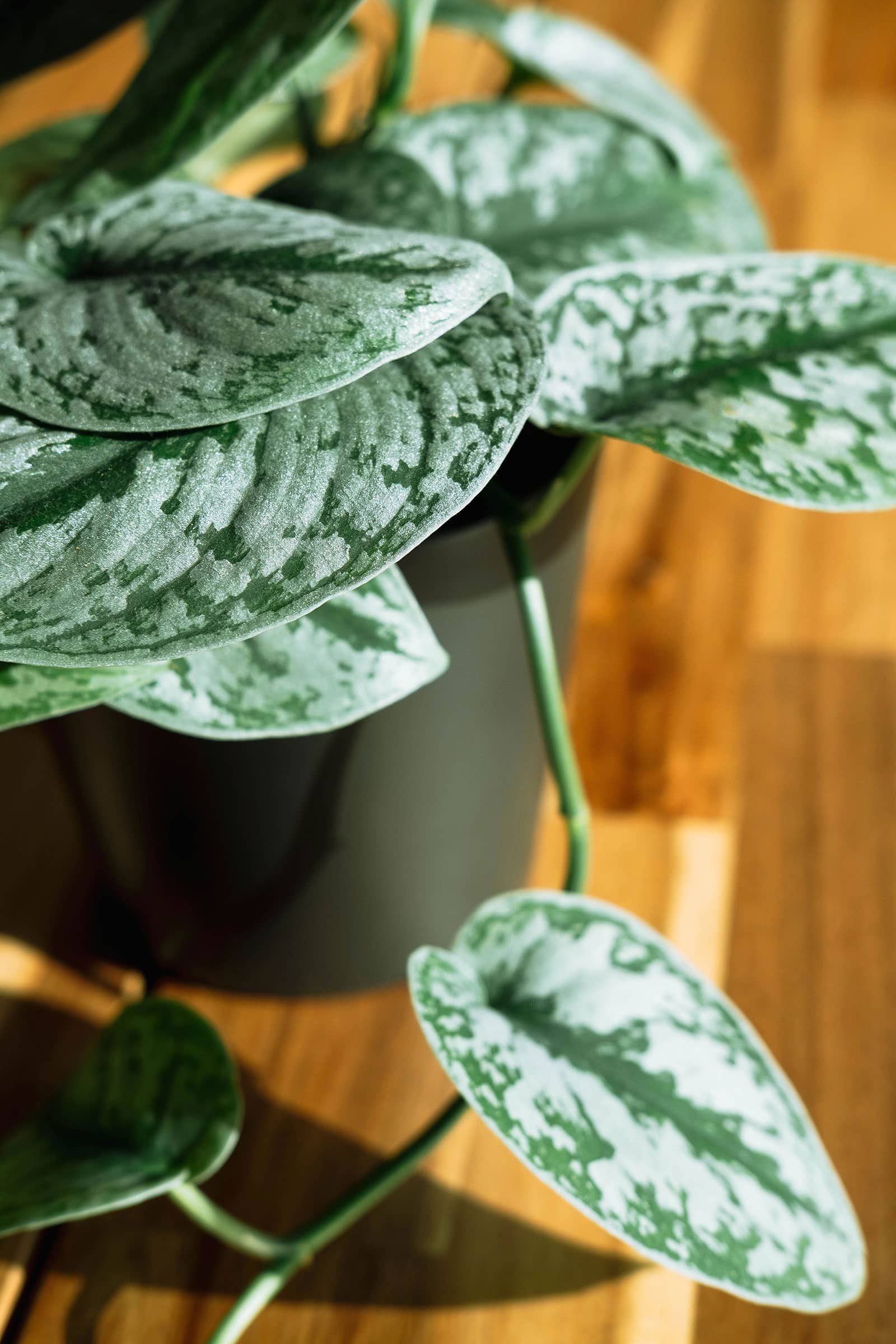 Scindapsus pictus plant in a black pot on a wooden surface