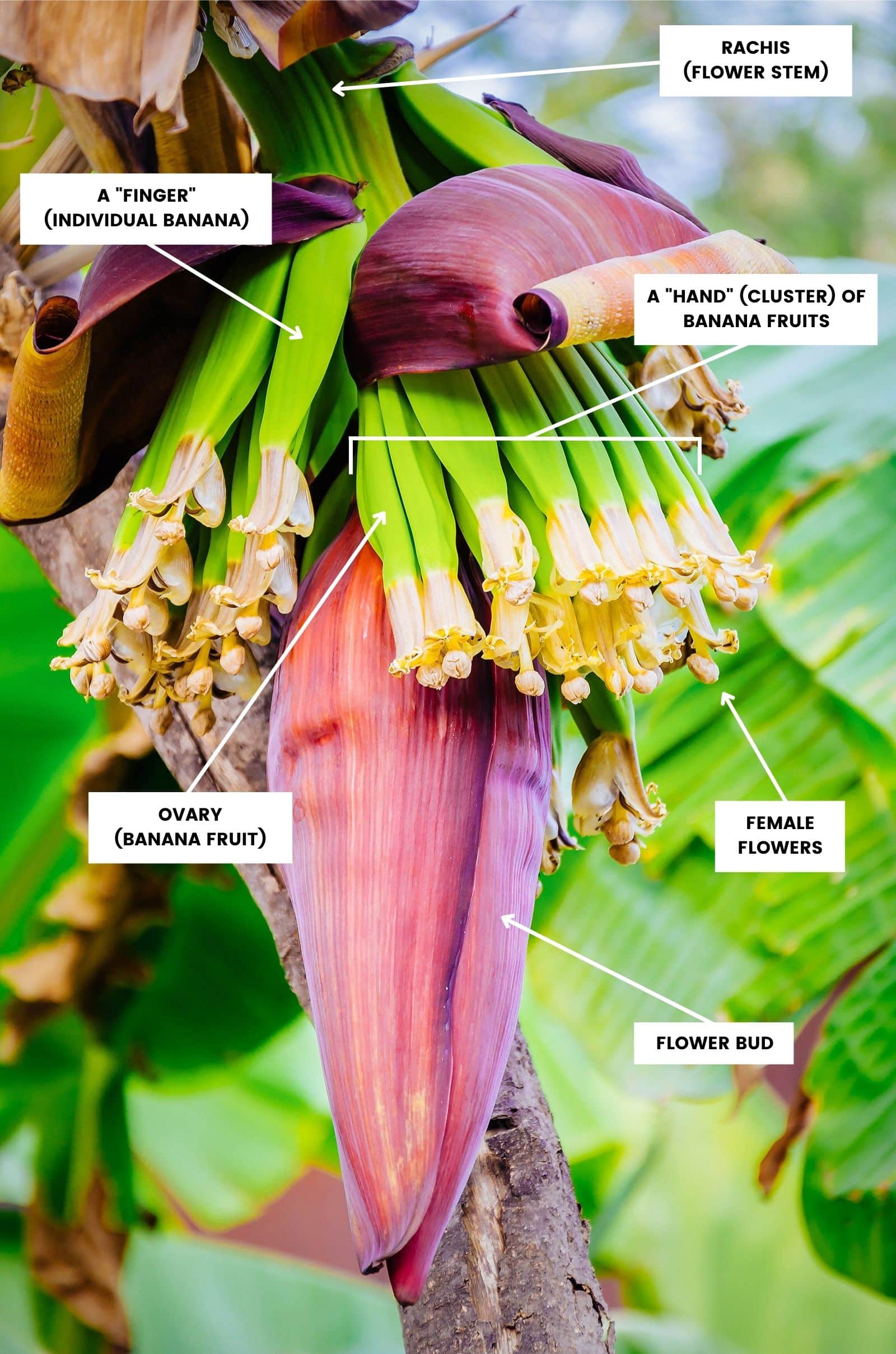 Reddish-purple banana flower with clusters of unripe bananas on a banana stem