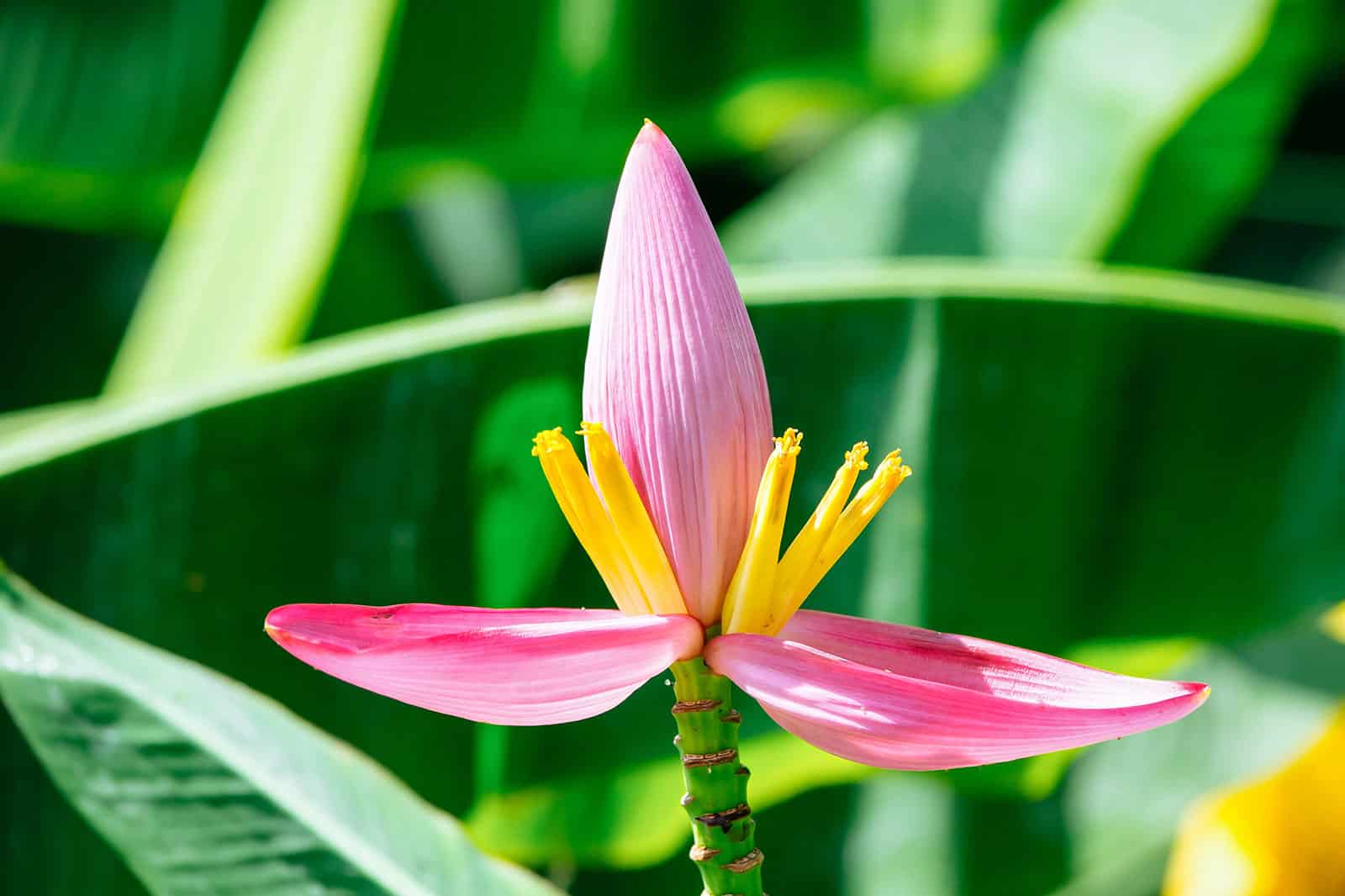 Pink banana flower growing on an ornamental Musa ornata banana plant