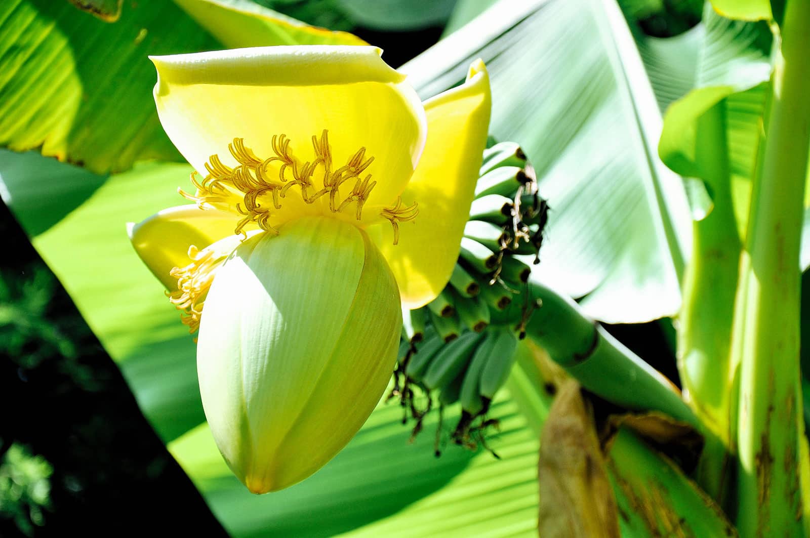 Yellow banana flower growing on a Musa basjoo banana plant