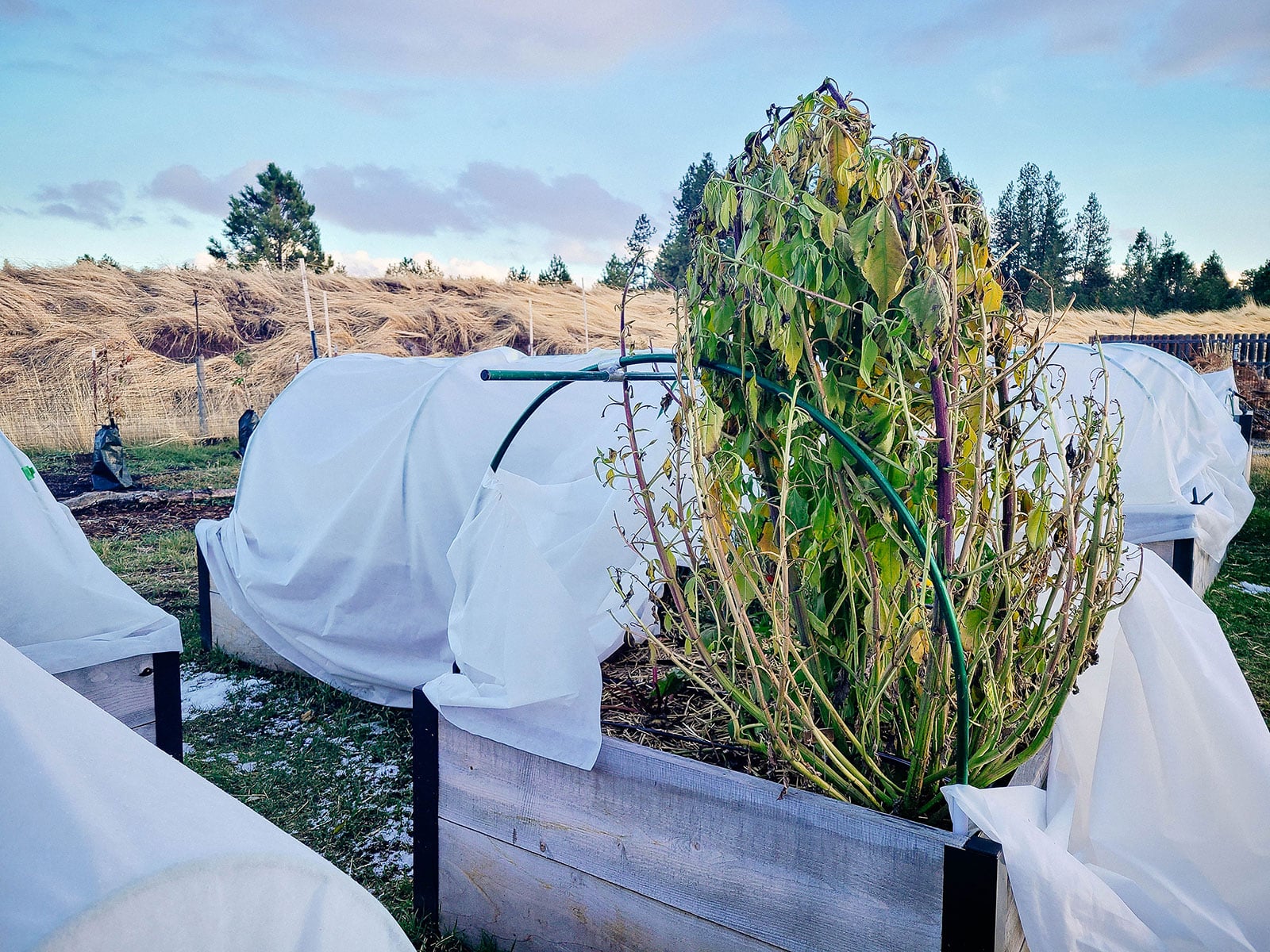 A mature Jerusalem artichoke plant in fall with dried stems, growing among garden beds covered with frost cloth