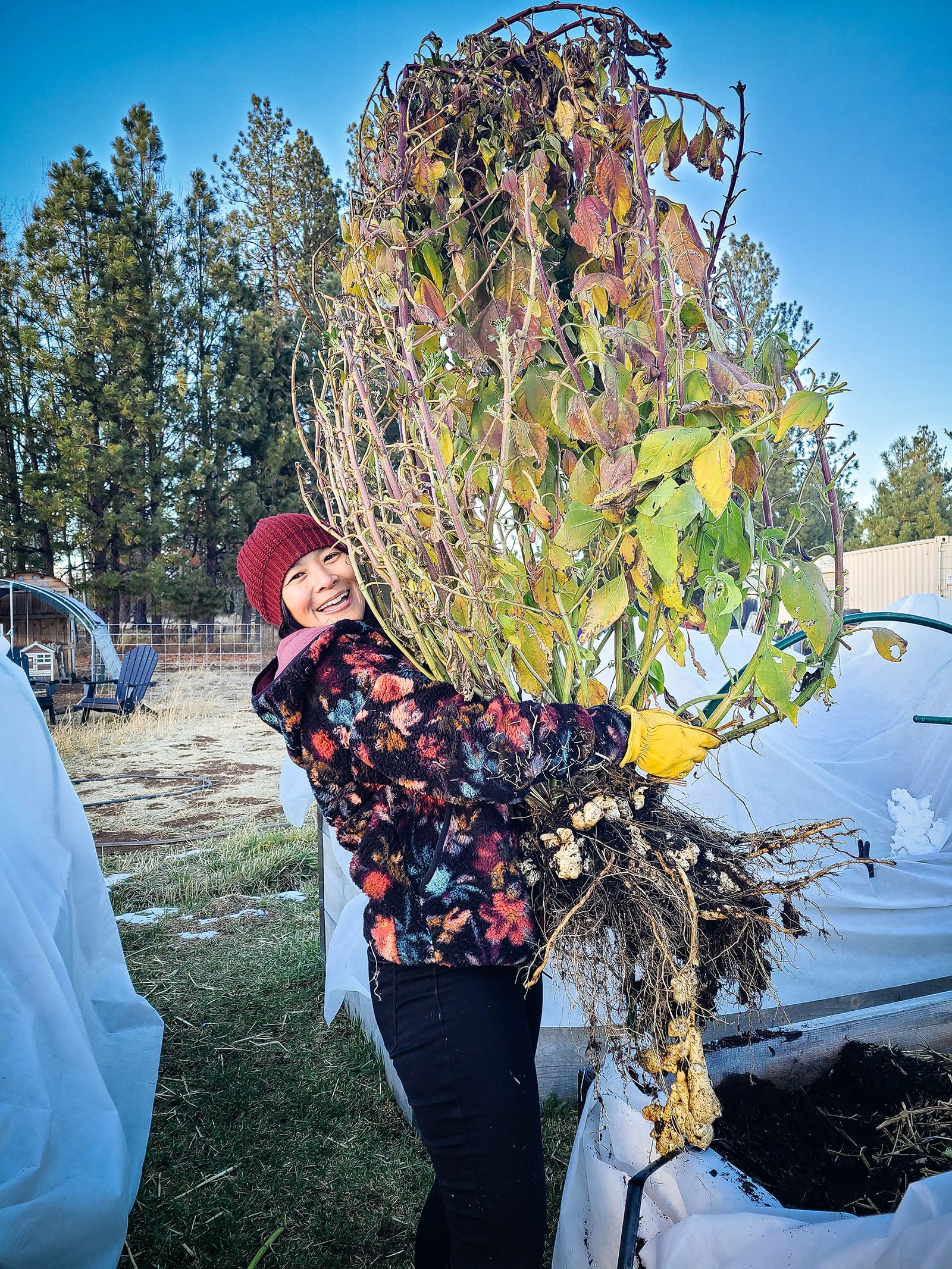 Smiling woman in a garden holding a large, freshly harvested Jerusalem artichoke plant with tubers dangling below