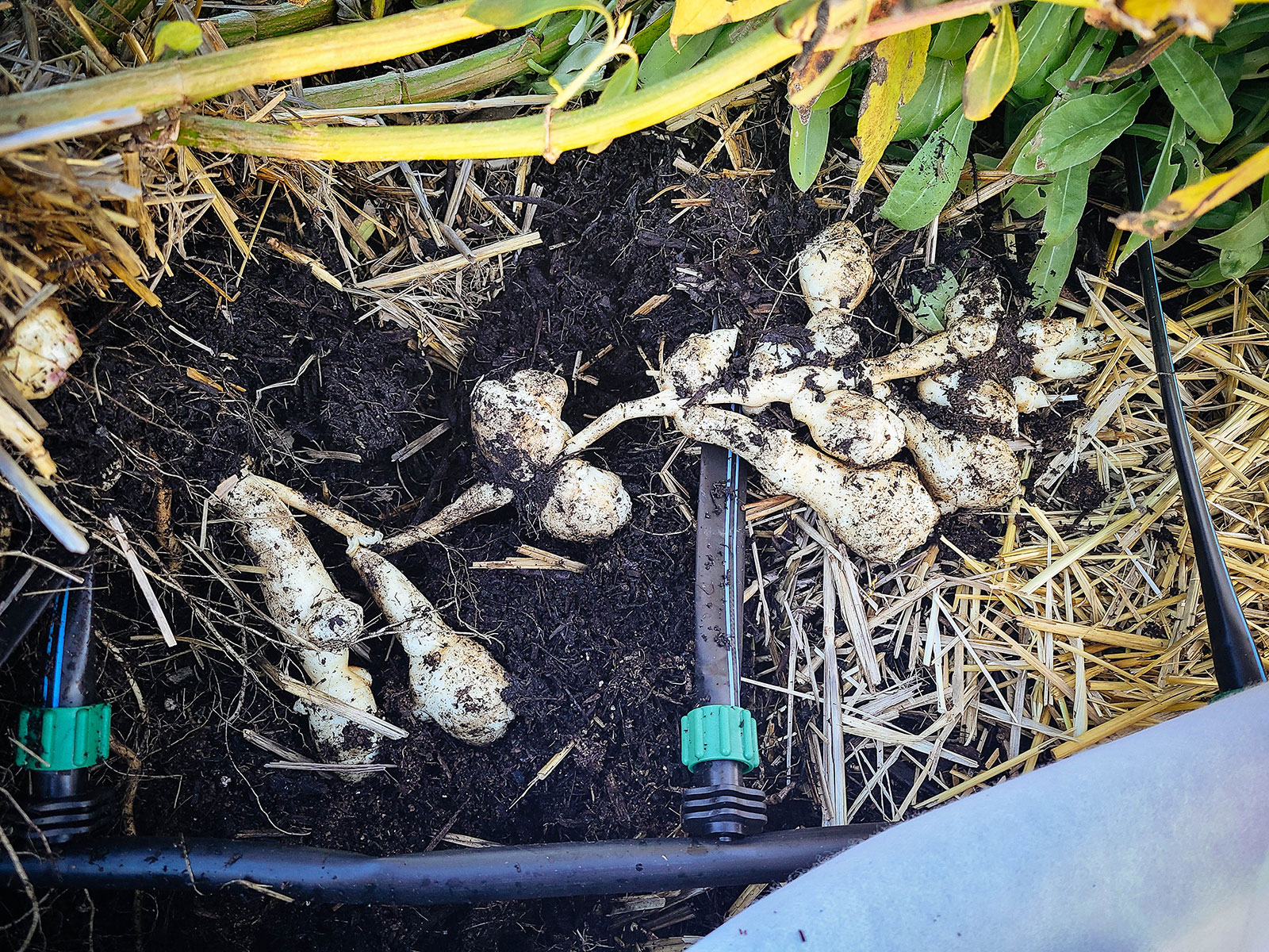 A long stolon of Jerusalem artichoke tubers in the soil