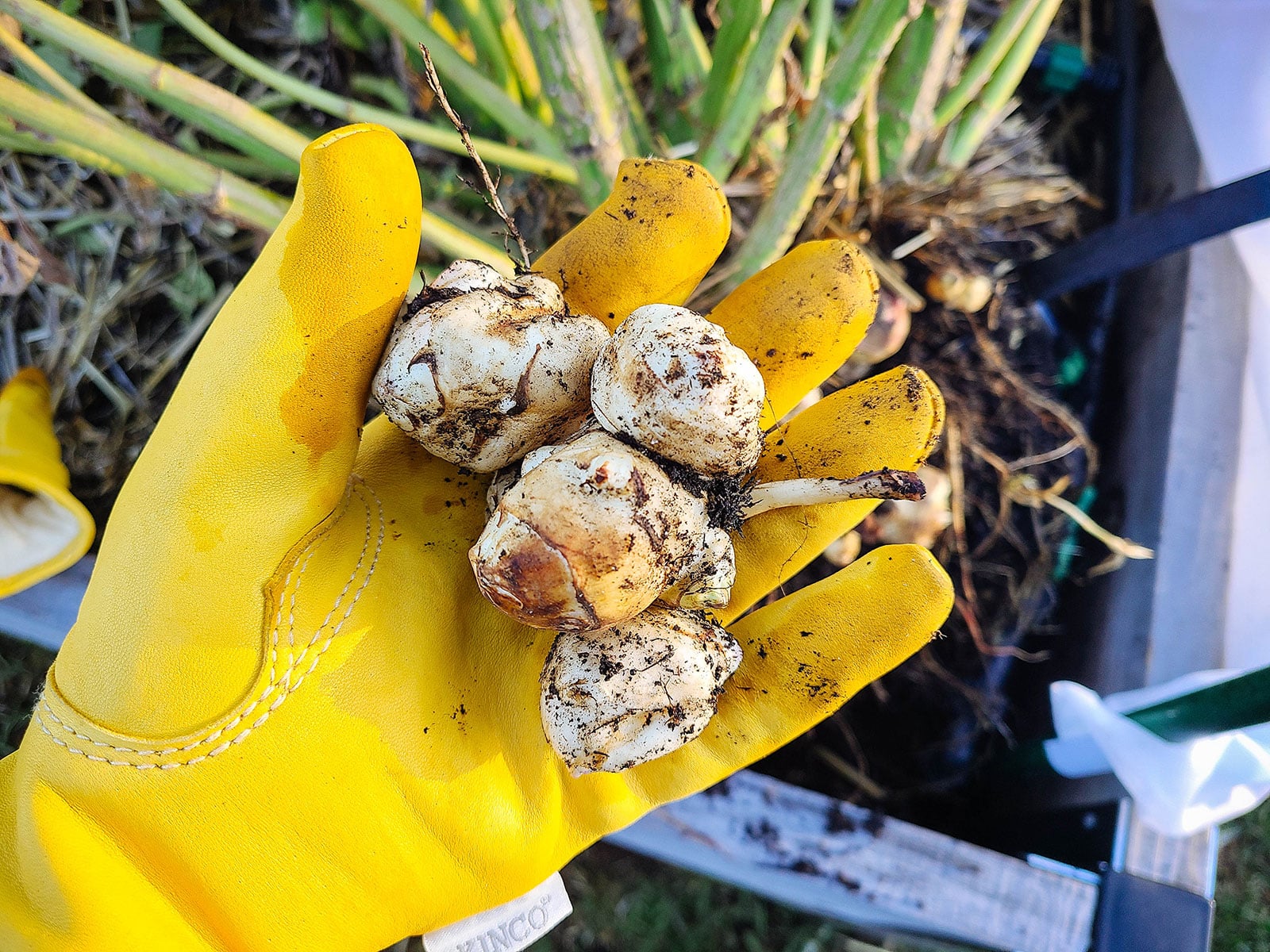 Hand in yellow leather glove holding a cluster of freshly harvested Jerusalem artichoke tubers