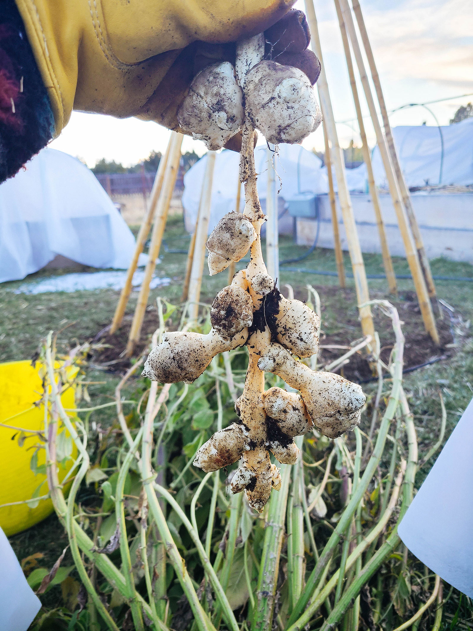 Hand in yellow glove holding up a freshly dug cluster of sunchoke tubers hanging on stolons