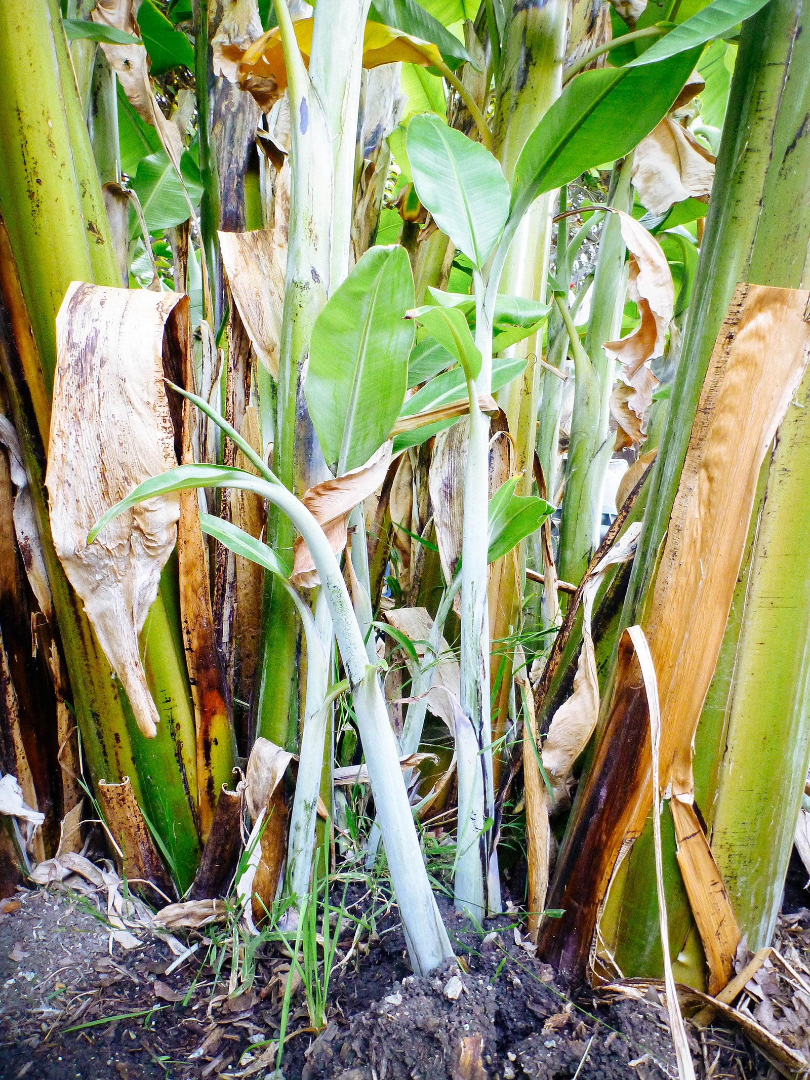 Banana offsets (pups or shoots) sprouting next to mature banana plants