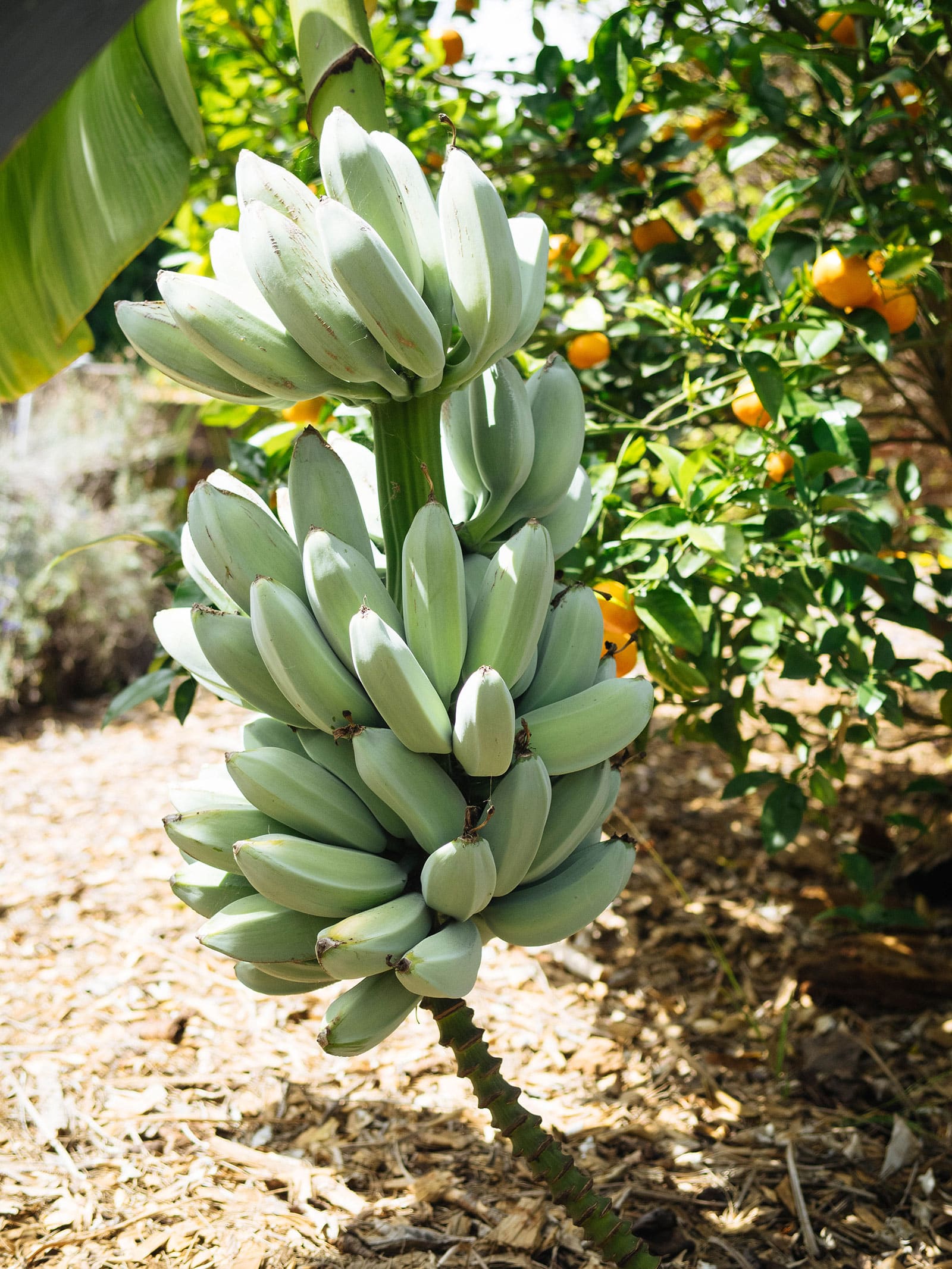 Close-up of unripe green bananas on a banana stalk
