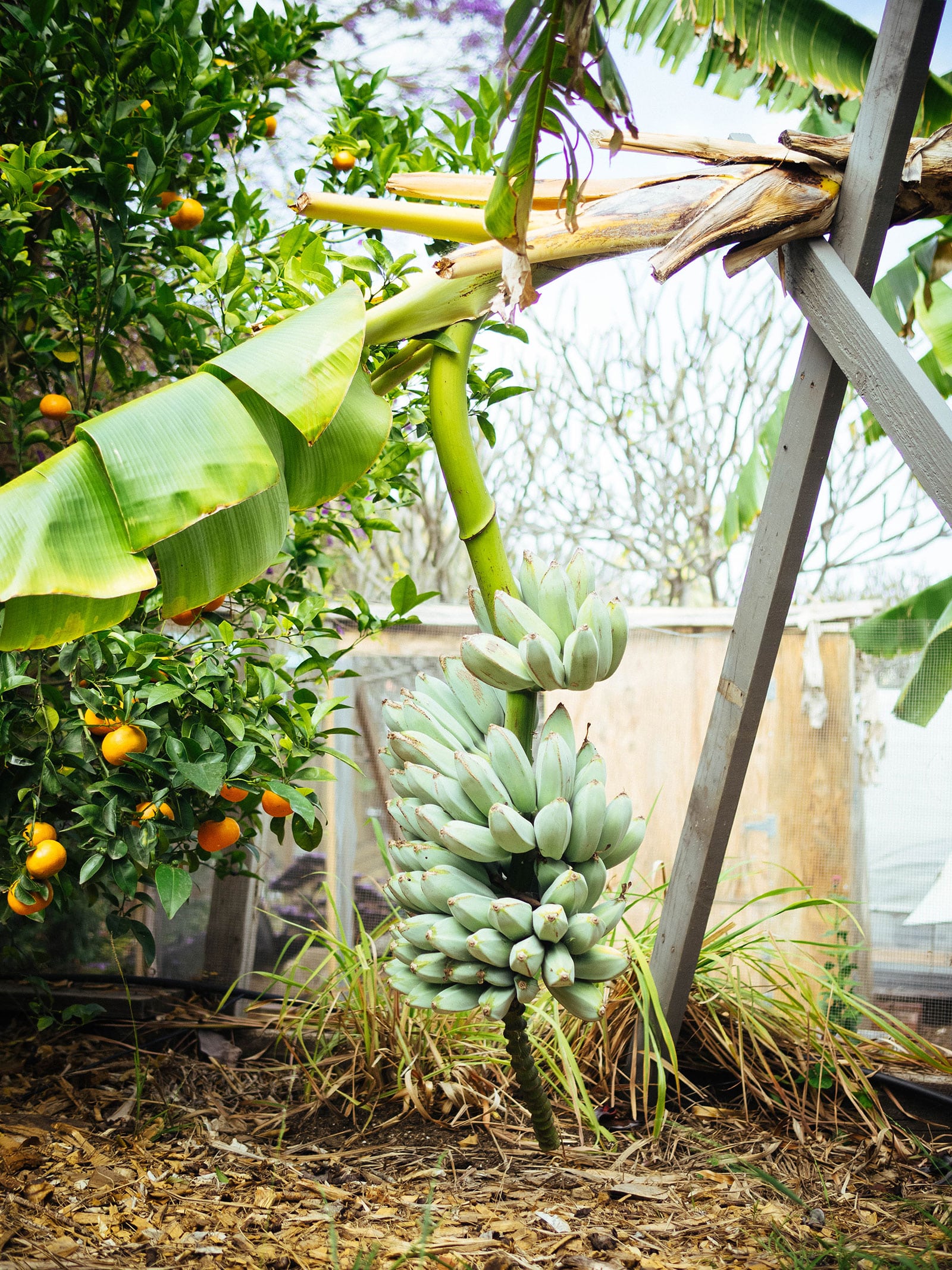 Mature banana tree in a garden with a large bunch of bananas hanging down and two pieces of lumber supporting the stalk