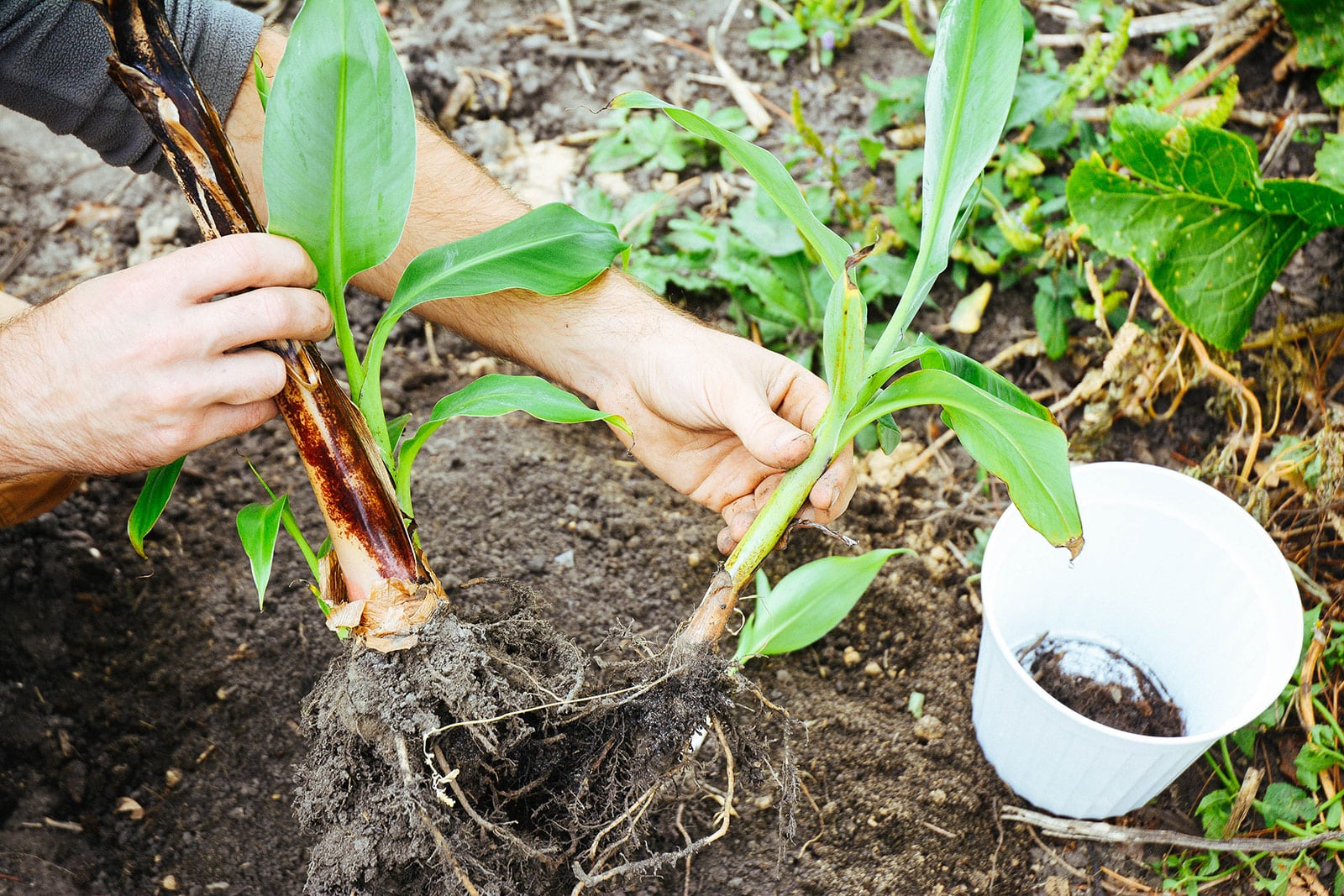 Man's hands digging up and separating two banana pups (shoots) in the garden