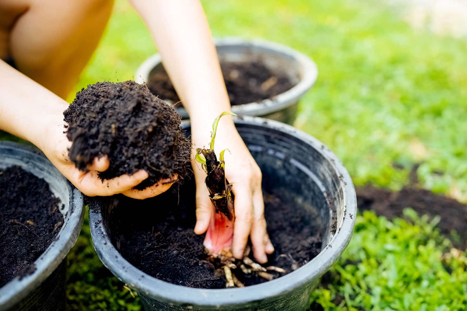Woman's hands potting up a small banana shoot in a black plastic pot