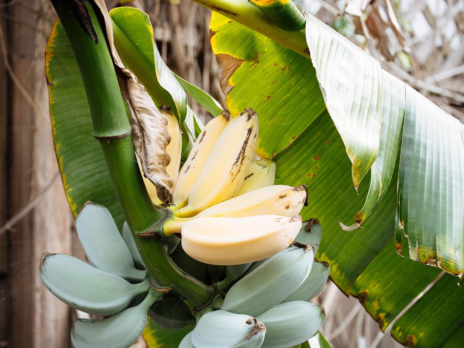 Close-up of ripe yellow bananas on a green bunch growing on a tree