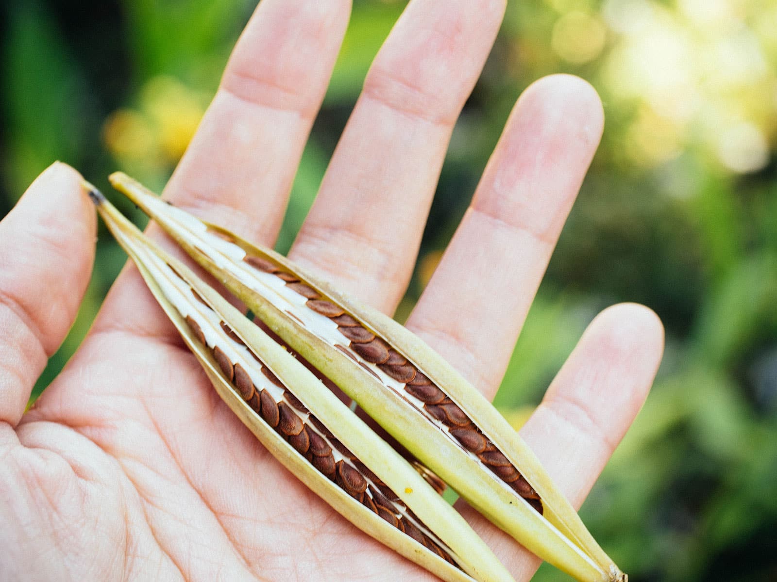 Two milkweed seed pods split open on an open hand palm