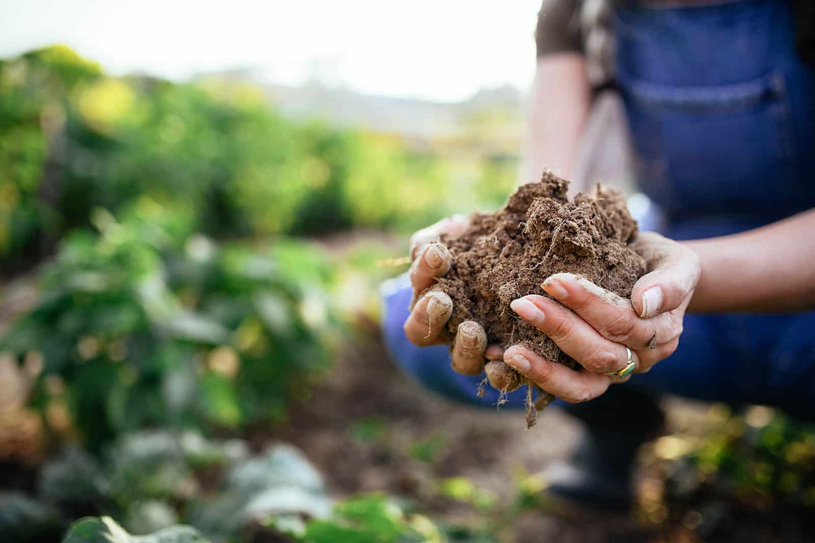 Close-up of hands holding garden soil outside