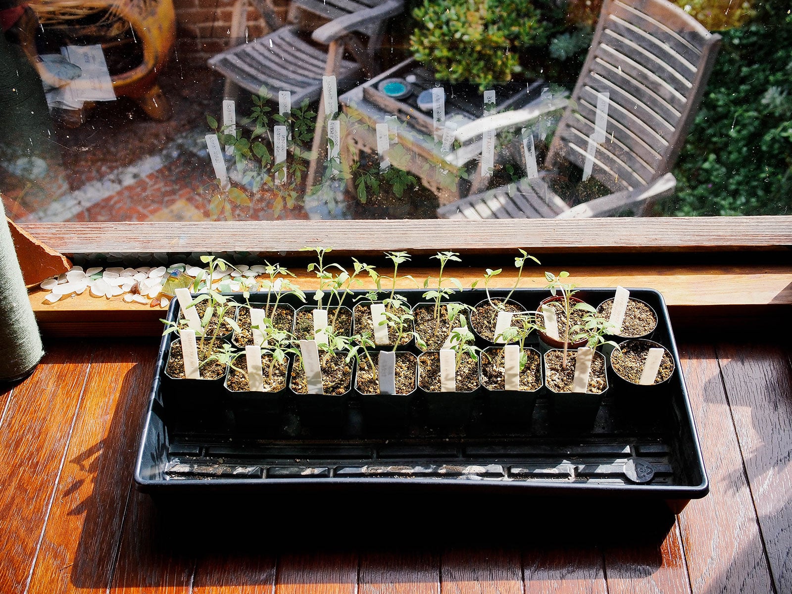 Black seed-starting tray full of seedlings in little pots being grown in a sunny bay window ledge