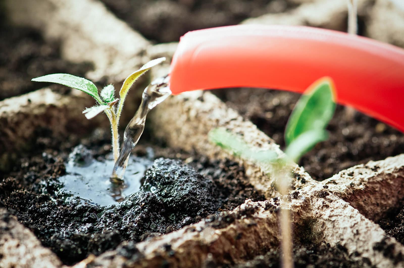 Close-up of red watering can spout watering a tiny seedling in a seed-starter tray