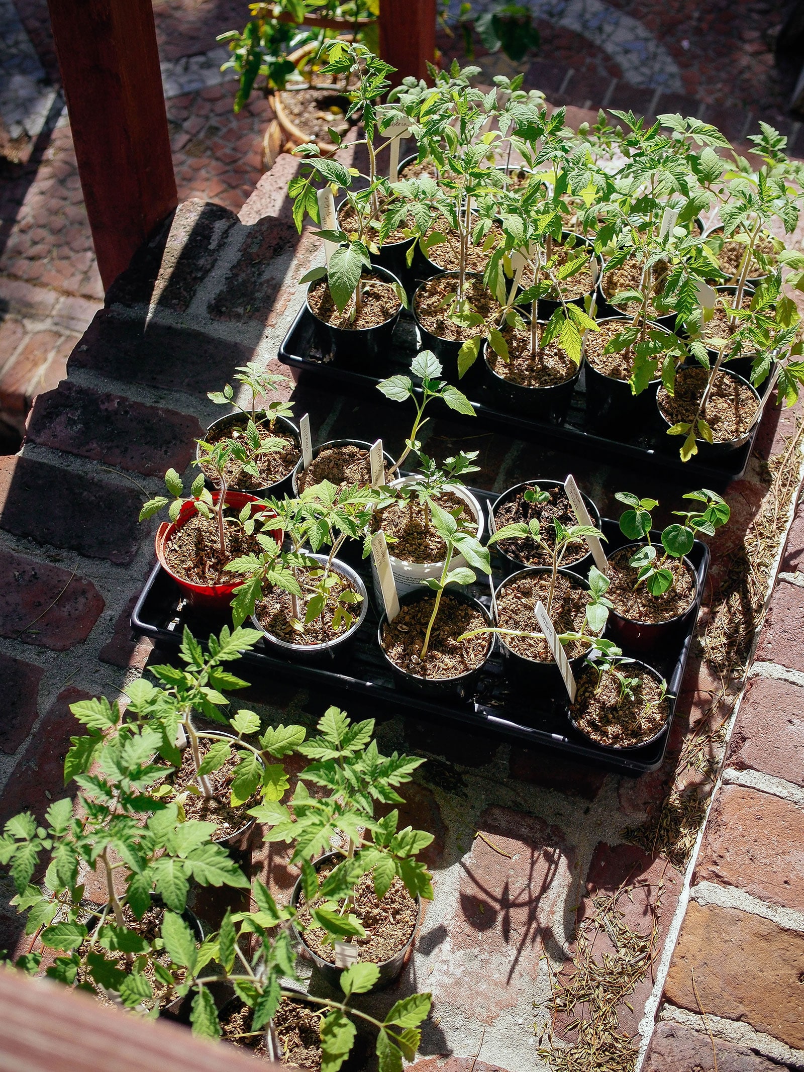Dozens of started vegetable seedlings being hardened off in the sun outdoors