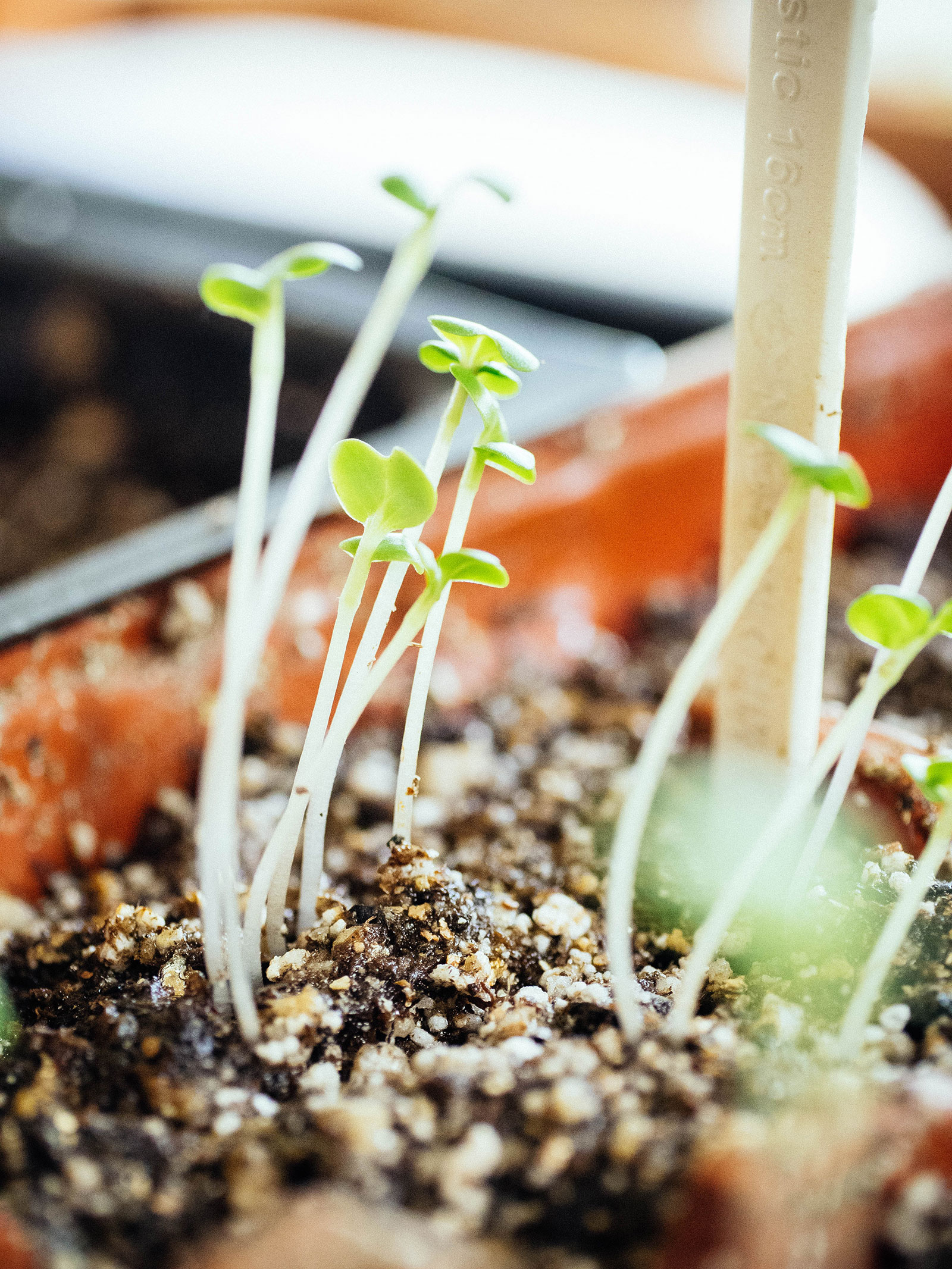 Close-up of leggy brassica seedlings in seed-starting tray