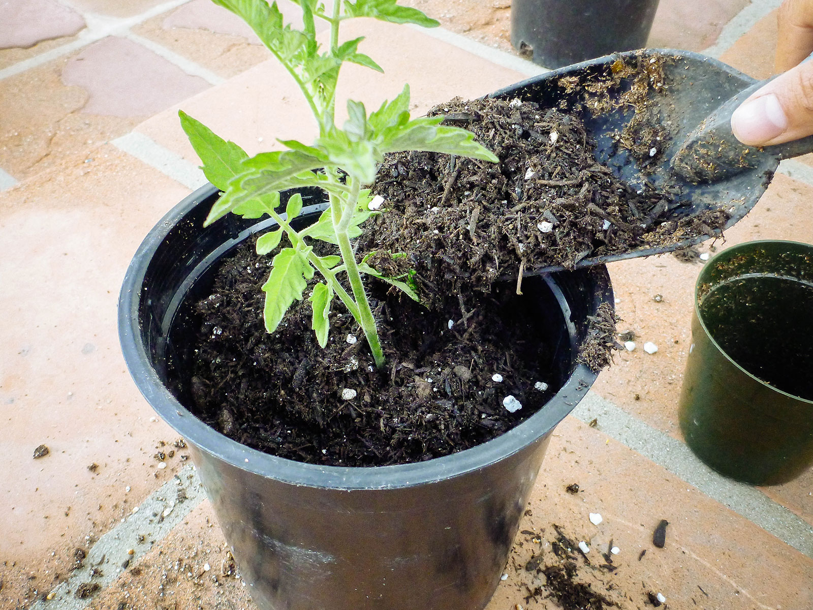Hand scooping a trowel full of soil into a black plastic pot with a tomato seedling in it