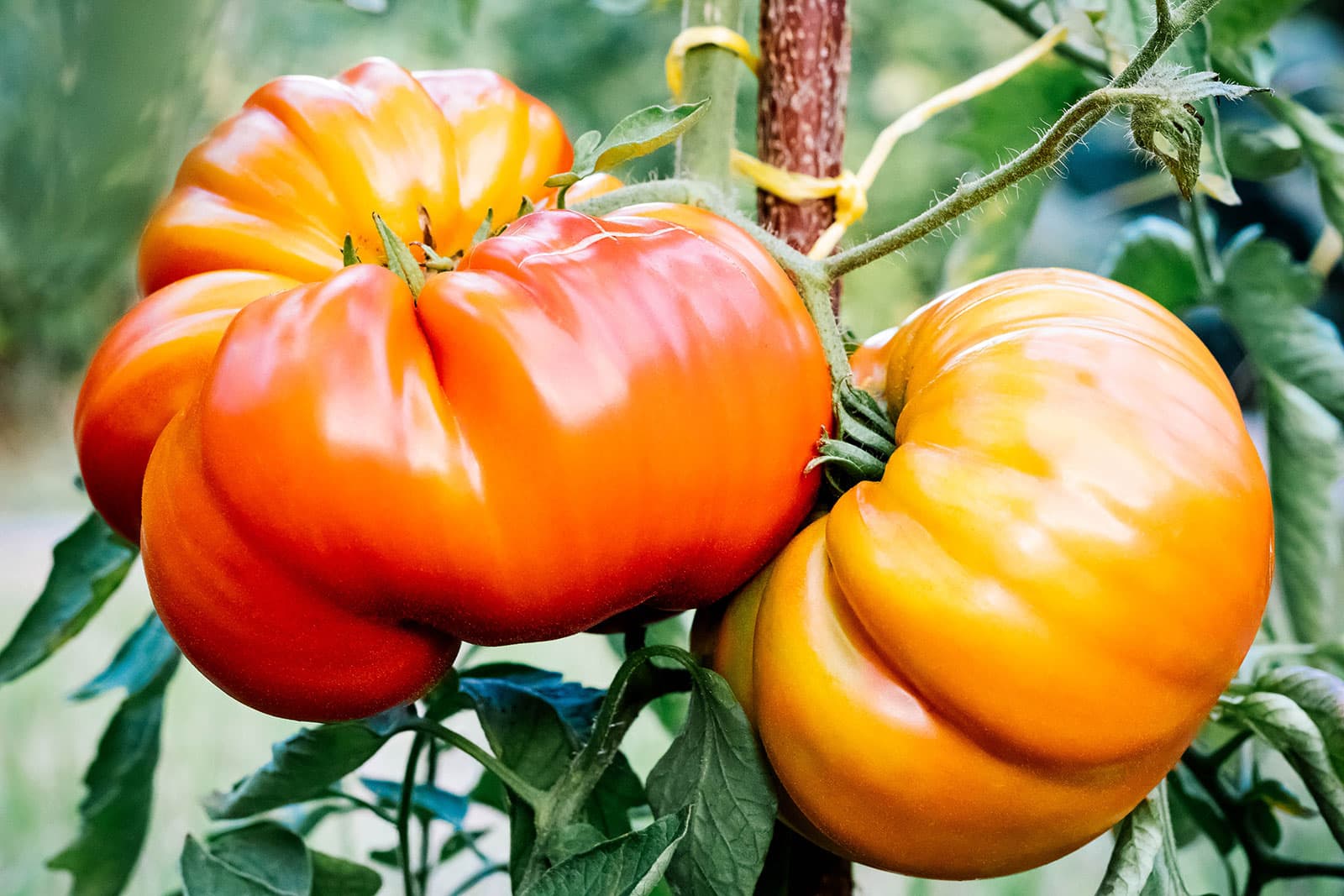 Two giant, ripe, ribbed red and orange heirloom tomatoes on the vine