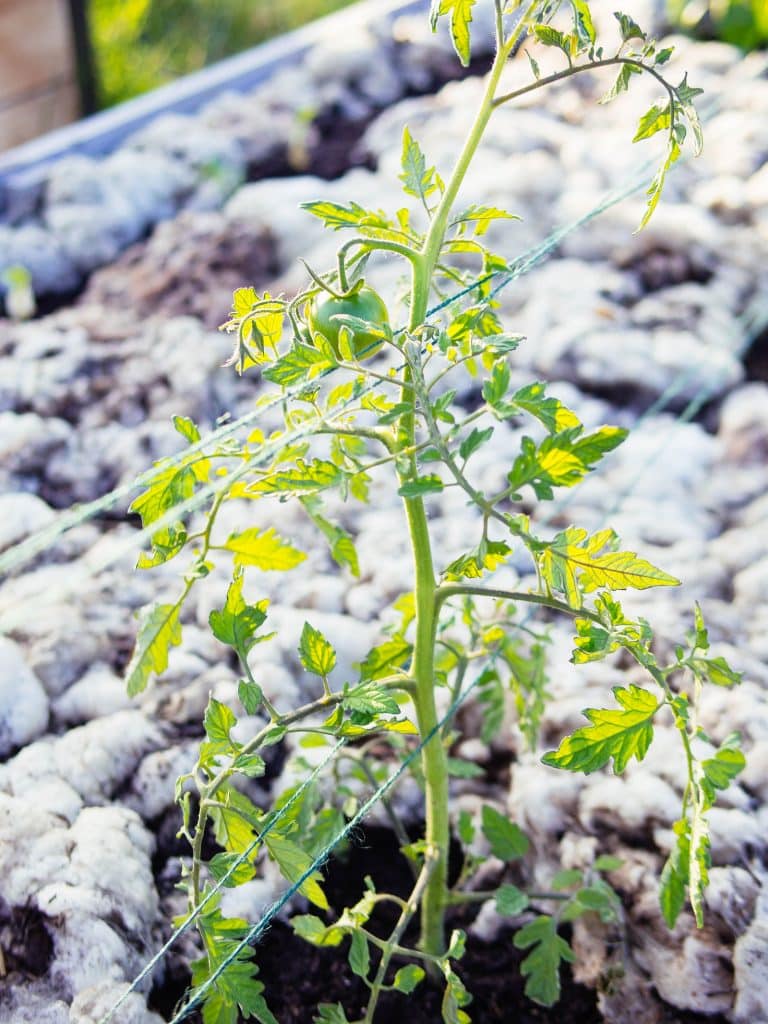 Florida weave: a better way to trellis tomatoes