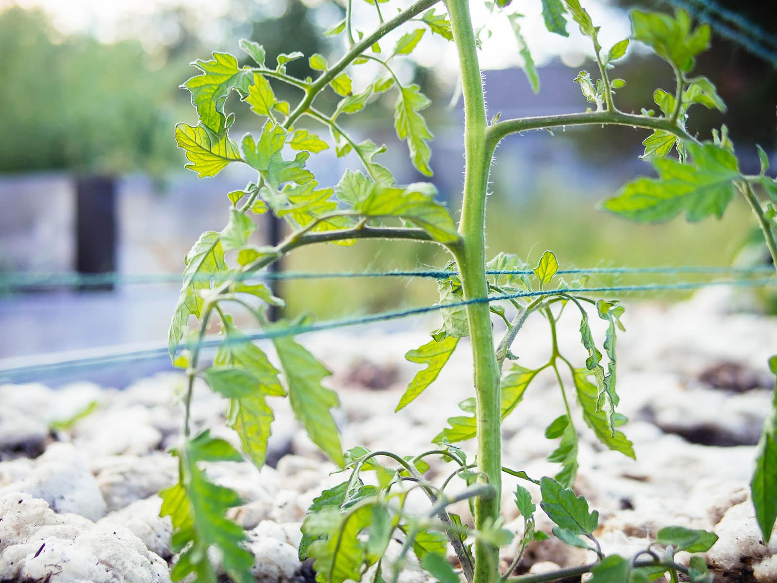 Close-up of green cord sandwiching a tomato stem in the Florida weave method