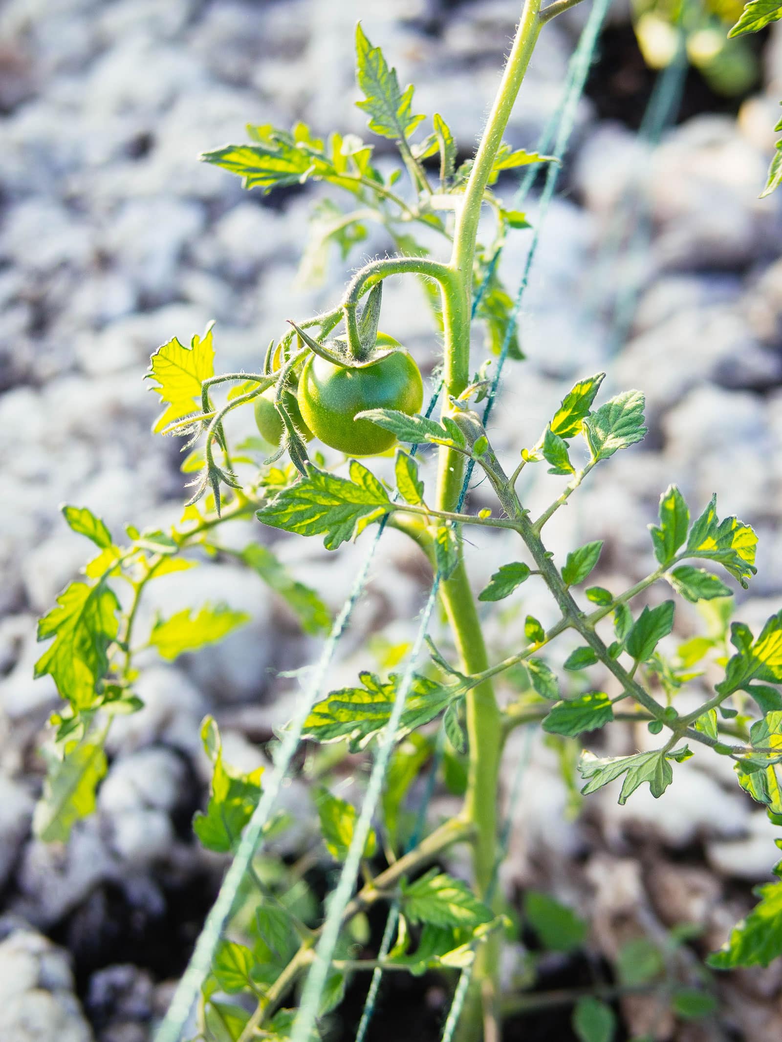Tomato stem held up with green cord using a basket weave trellis