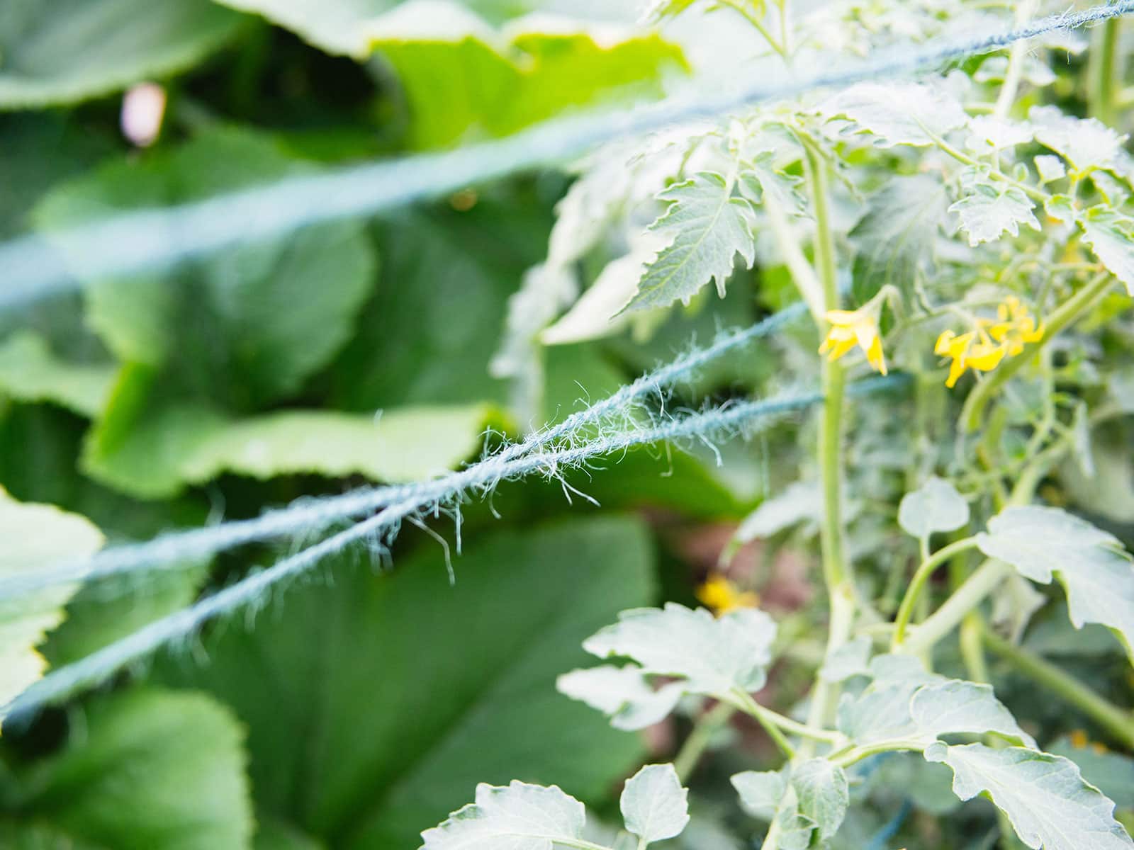 Close-up of green hemp cord wrapped around tomato vines in a figure-8 using the Florida weave technique