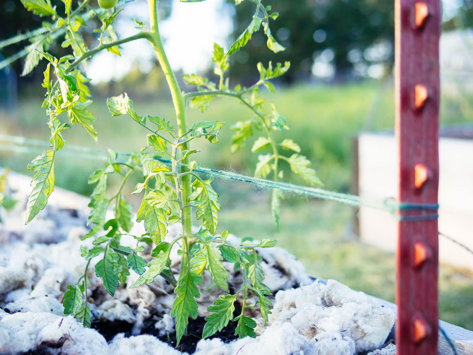 Small tomato plant being trellised with green twine and red T-post in the Florida weave method
