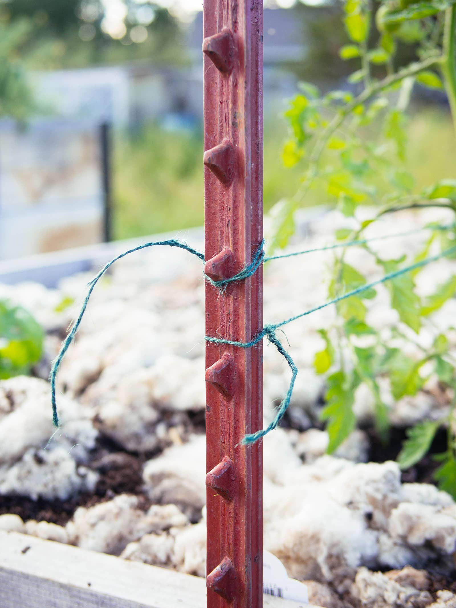 Green twine wrapped around a red steel T-post